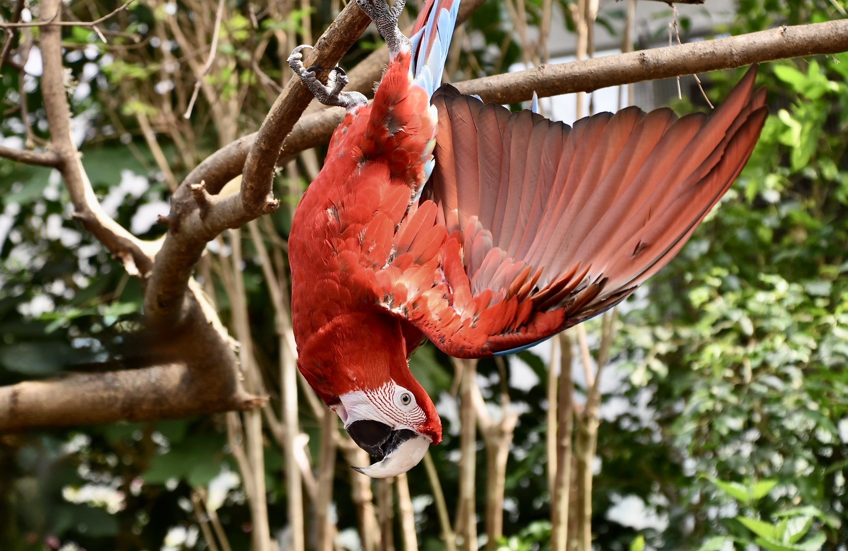 Green-Winged Macaw (Ara chloropterus)