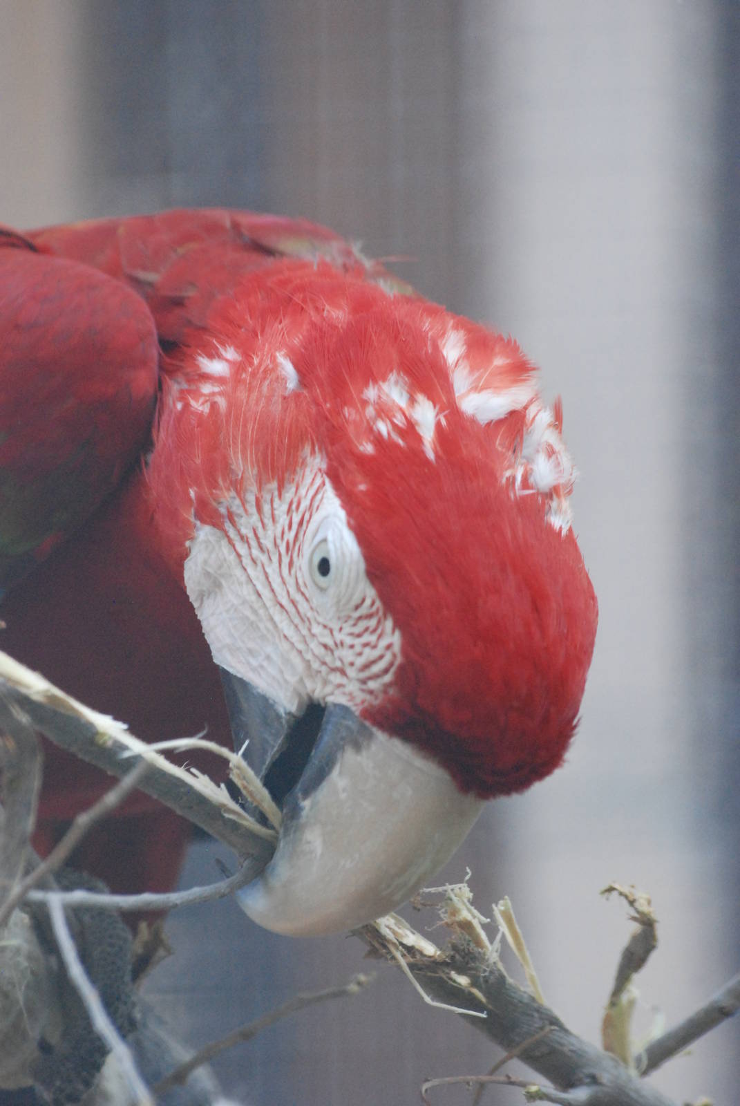 Green-winged Macaw at Barcelona, 30/05/11