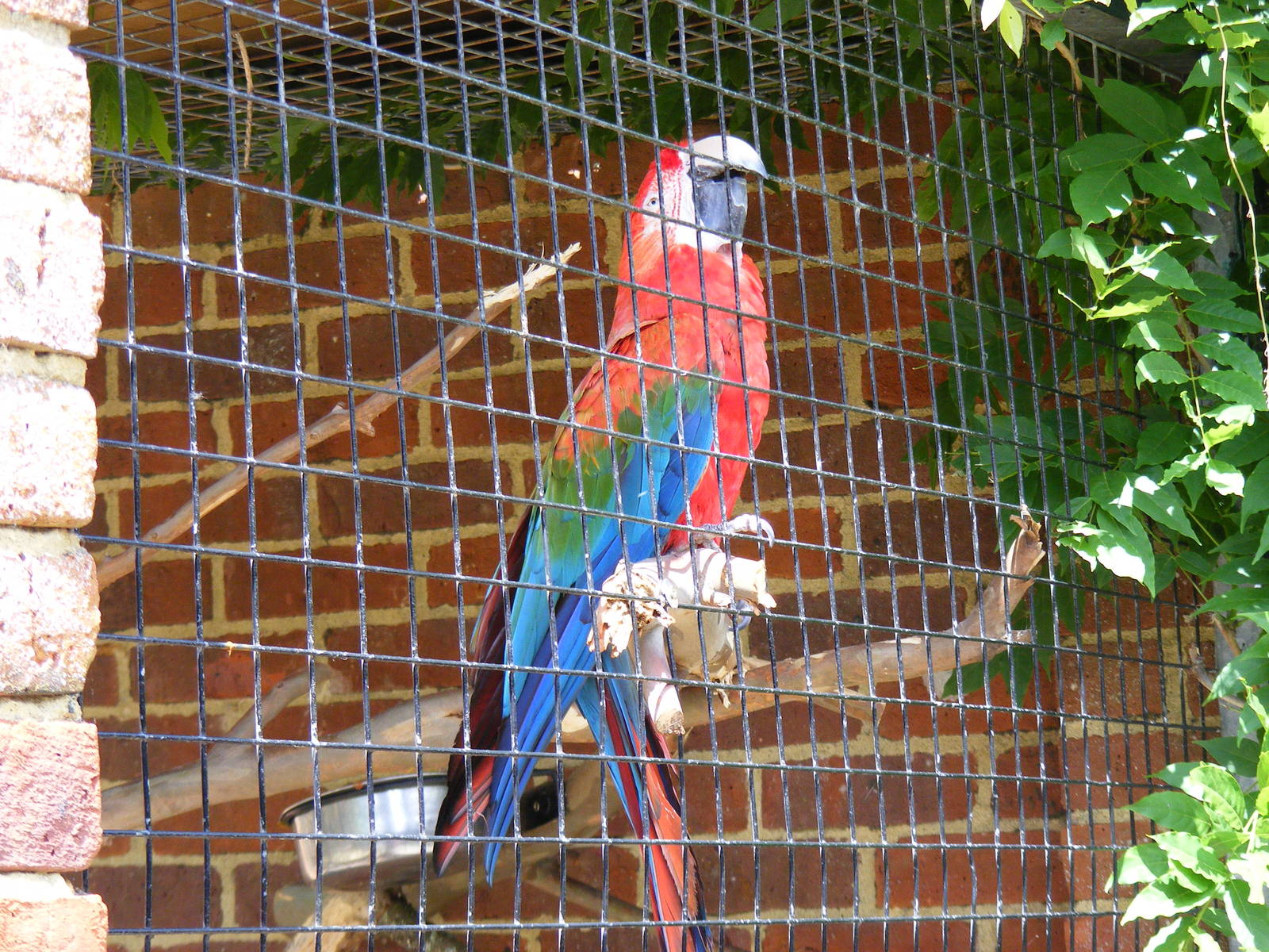 Green-winged macaw at Birdworld, 20 June 2010