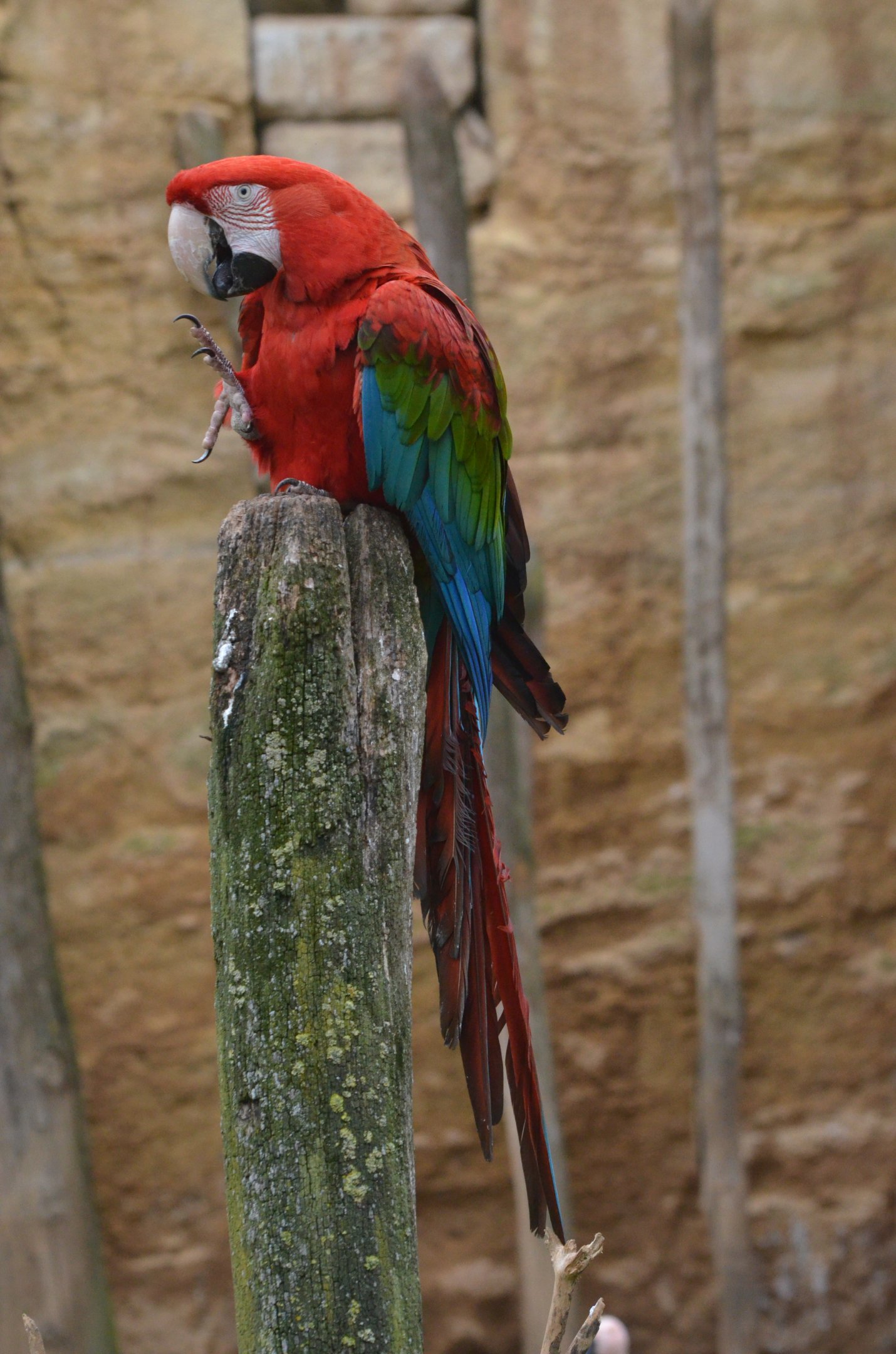 Green-winged Macaw at Doué-la-Fontaine, 15/06/18