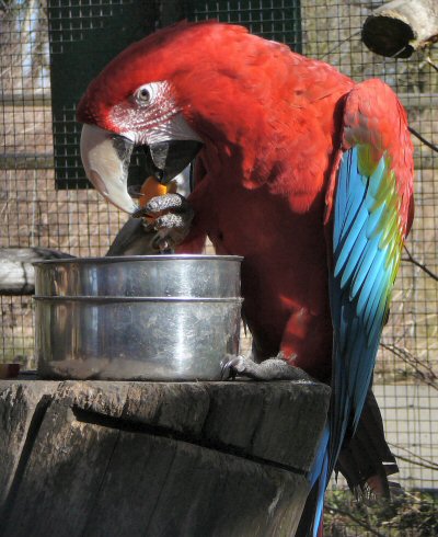 Green winged macaw at Tropical Butterfly House