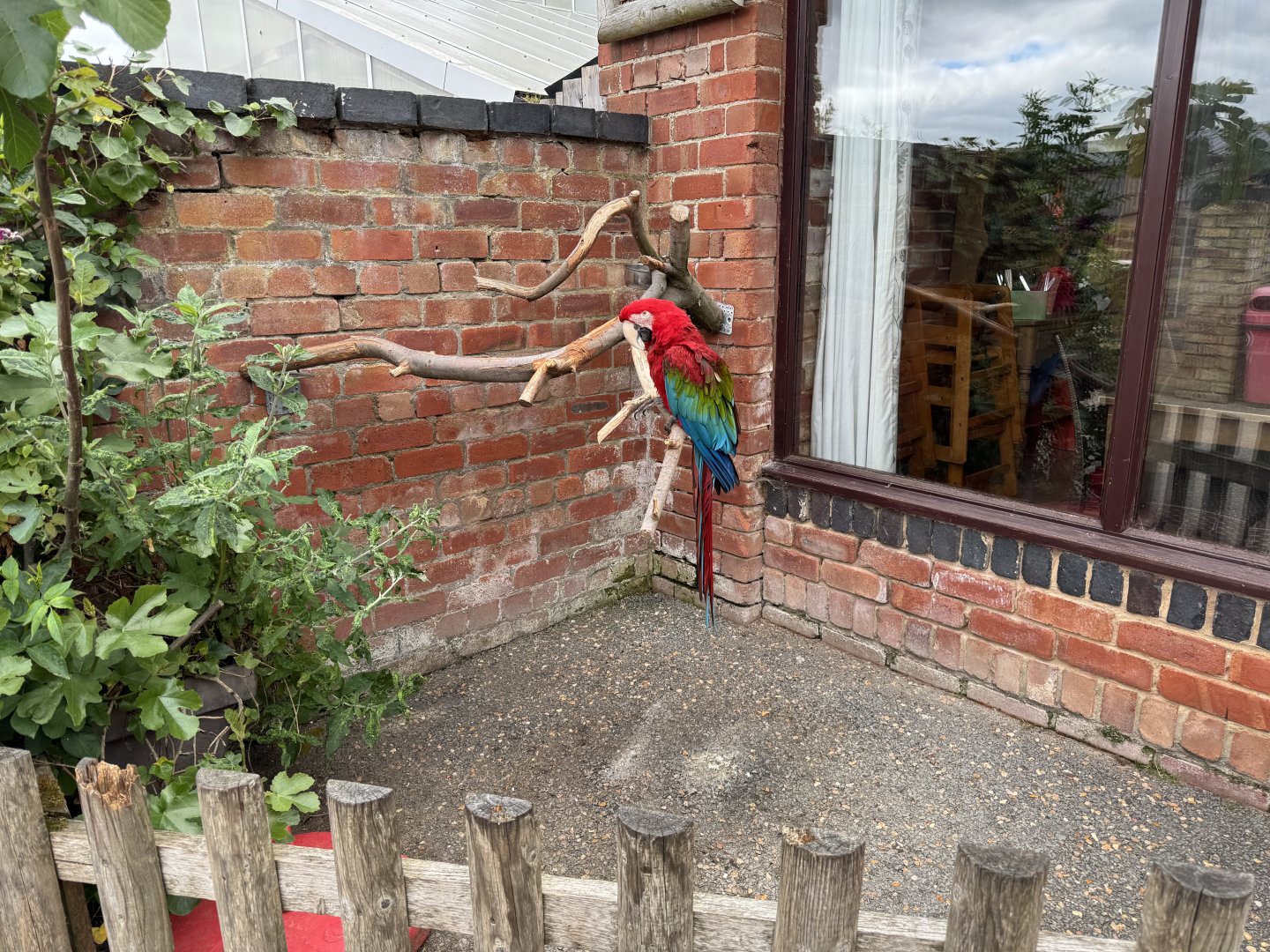 Green-winged Macaw at Woodside Wildlife Park (May 2024)