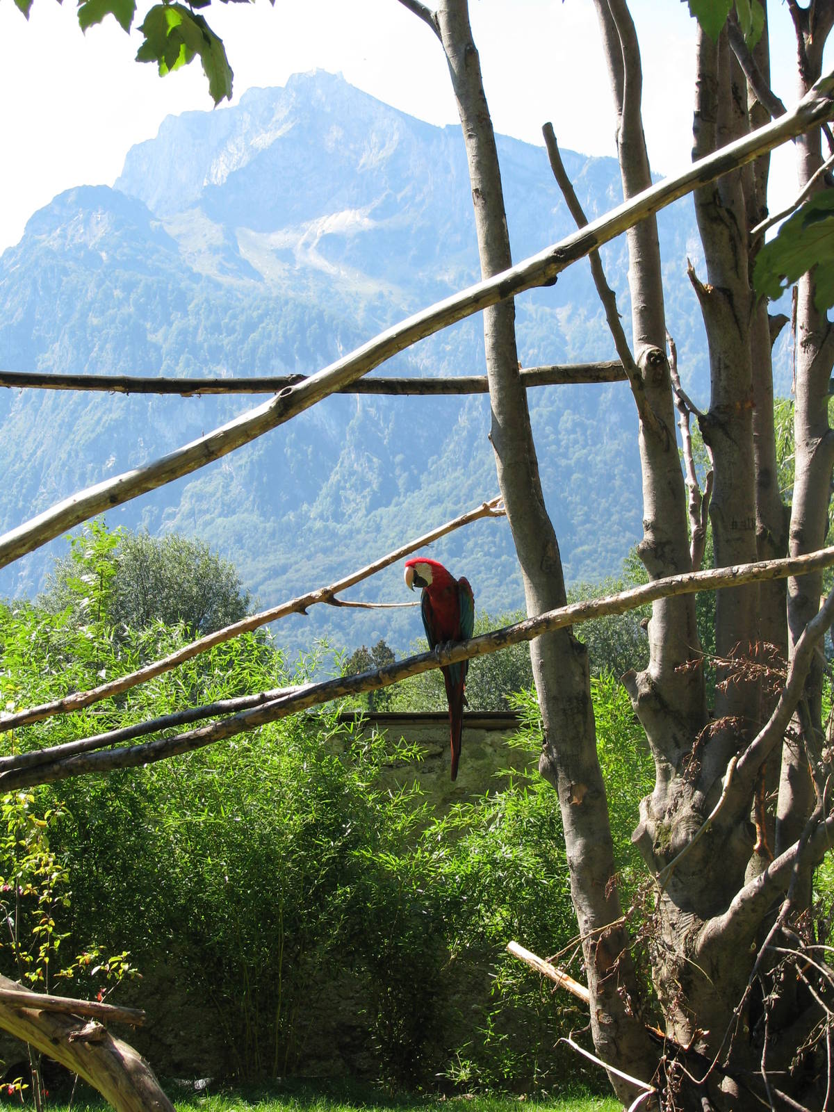 Green-winged macaw- August 2011