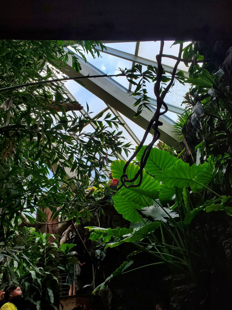 Green-Winged Macaw - August 2021