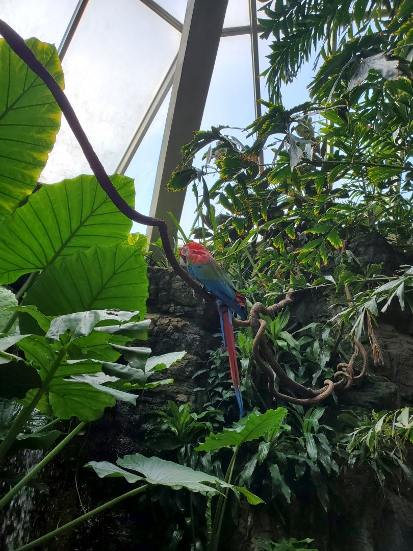 Green-Winged Macaw - August 2021