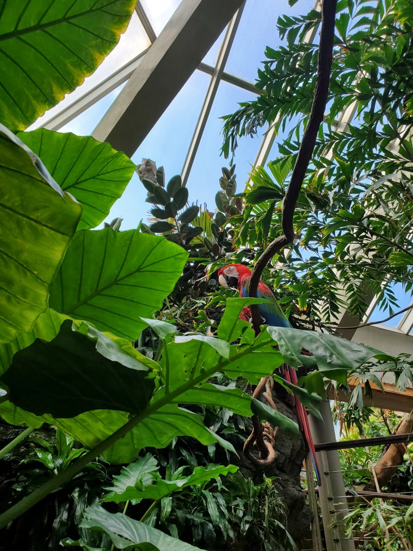 Green-Winged Macaw - August 2021