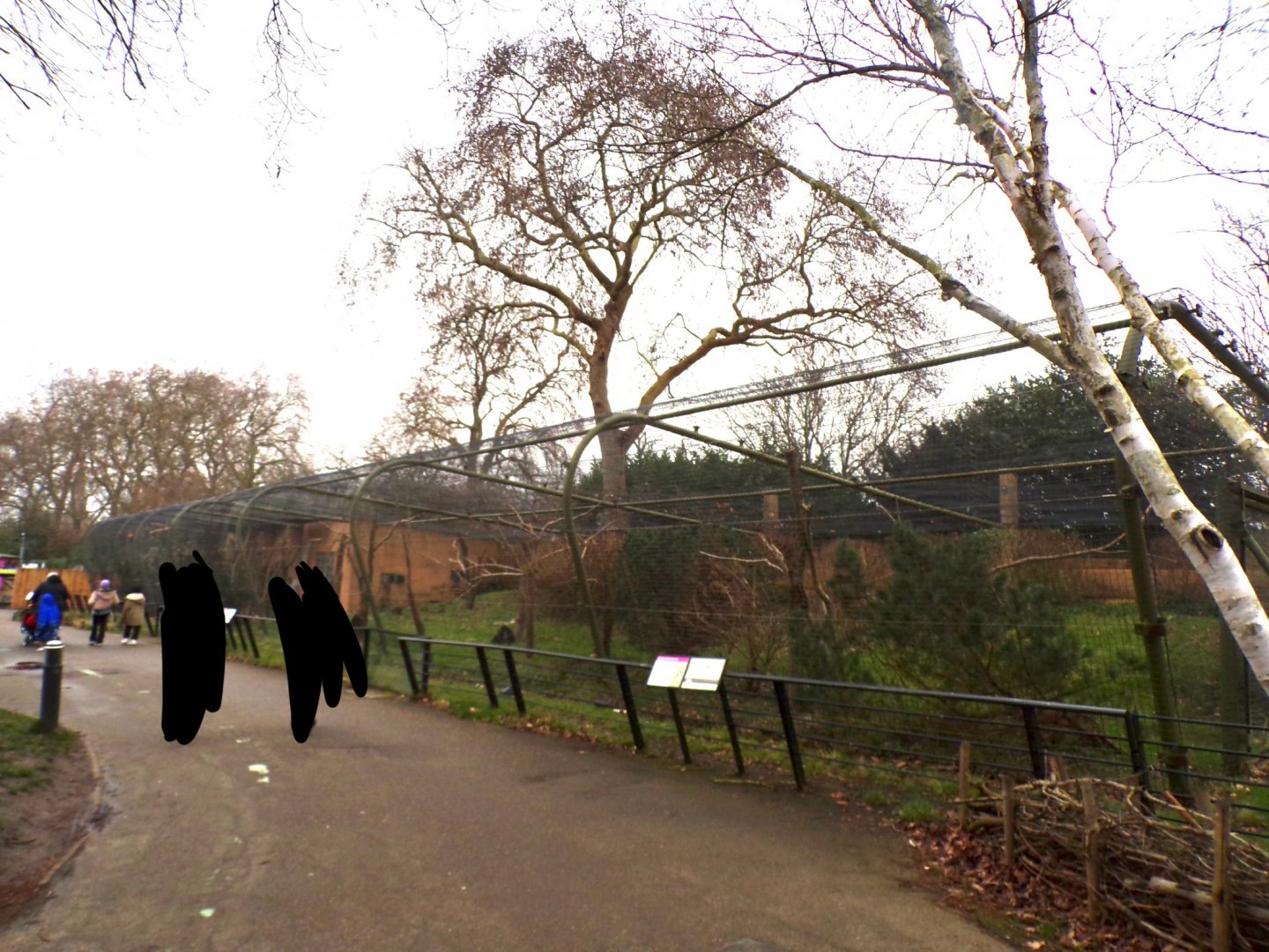 Green-winged macaw aviary 11.2.25