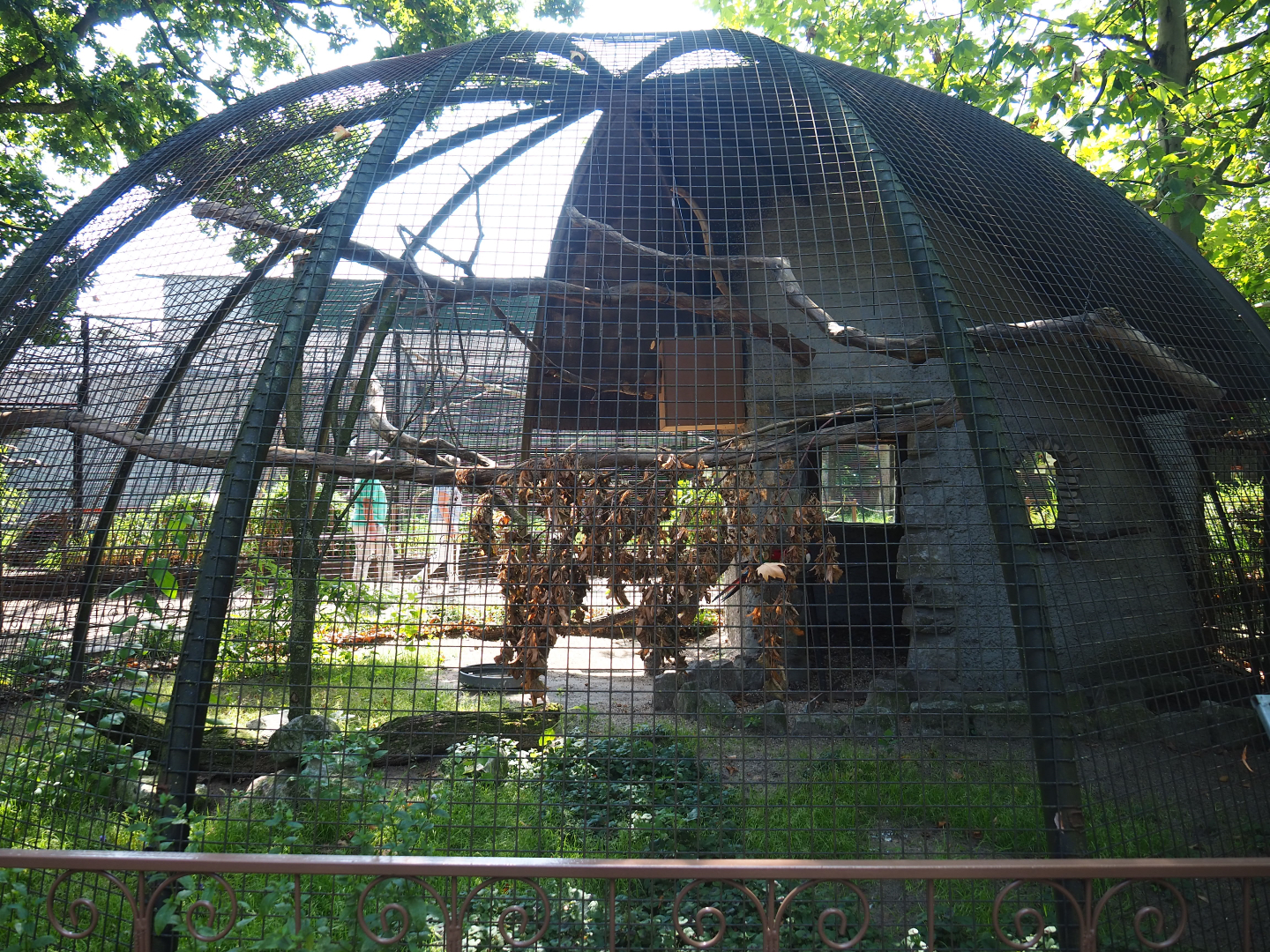 Green-winged macaw aviary, 2019-08-04