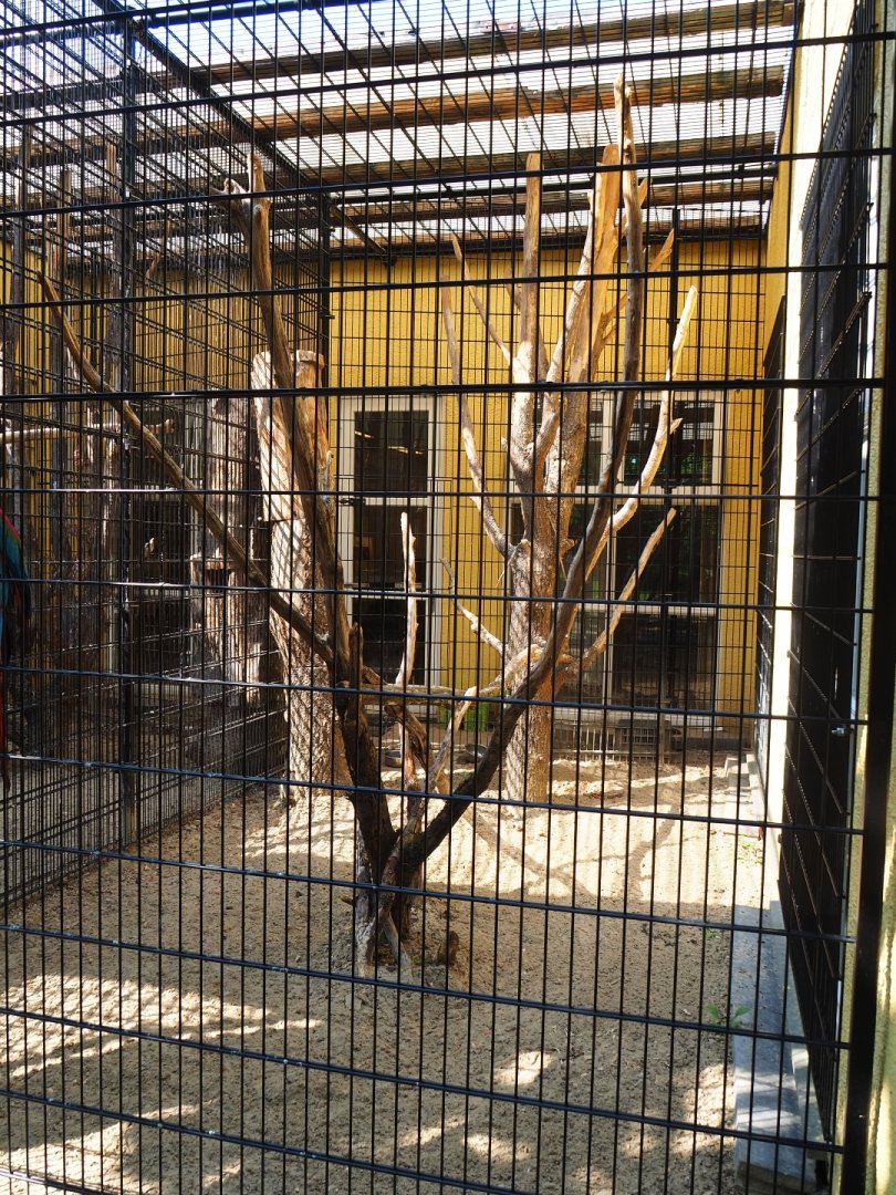 Green-winged macaw aviary (Aug 28th, 2018)