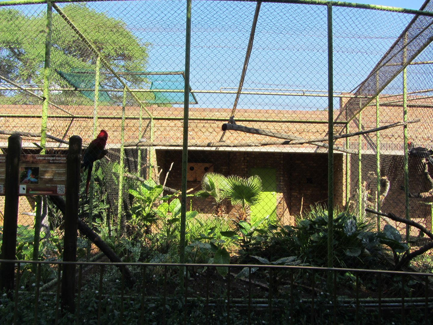 Green-winged Macaw Aviary