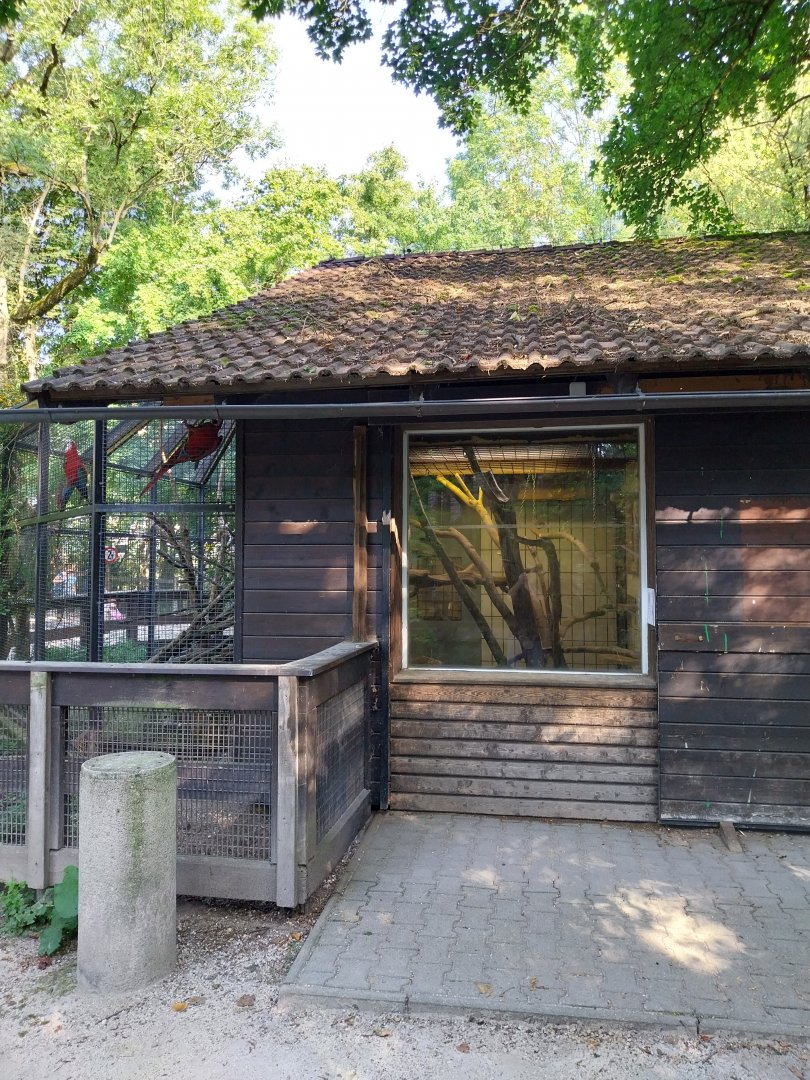 Green-winged macaw  aviary