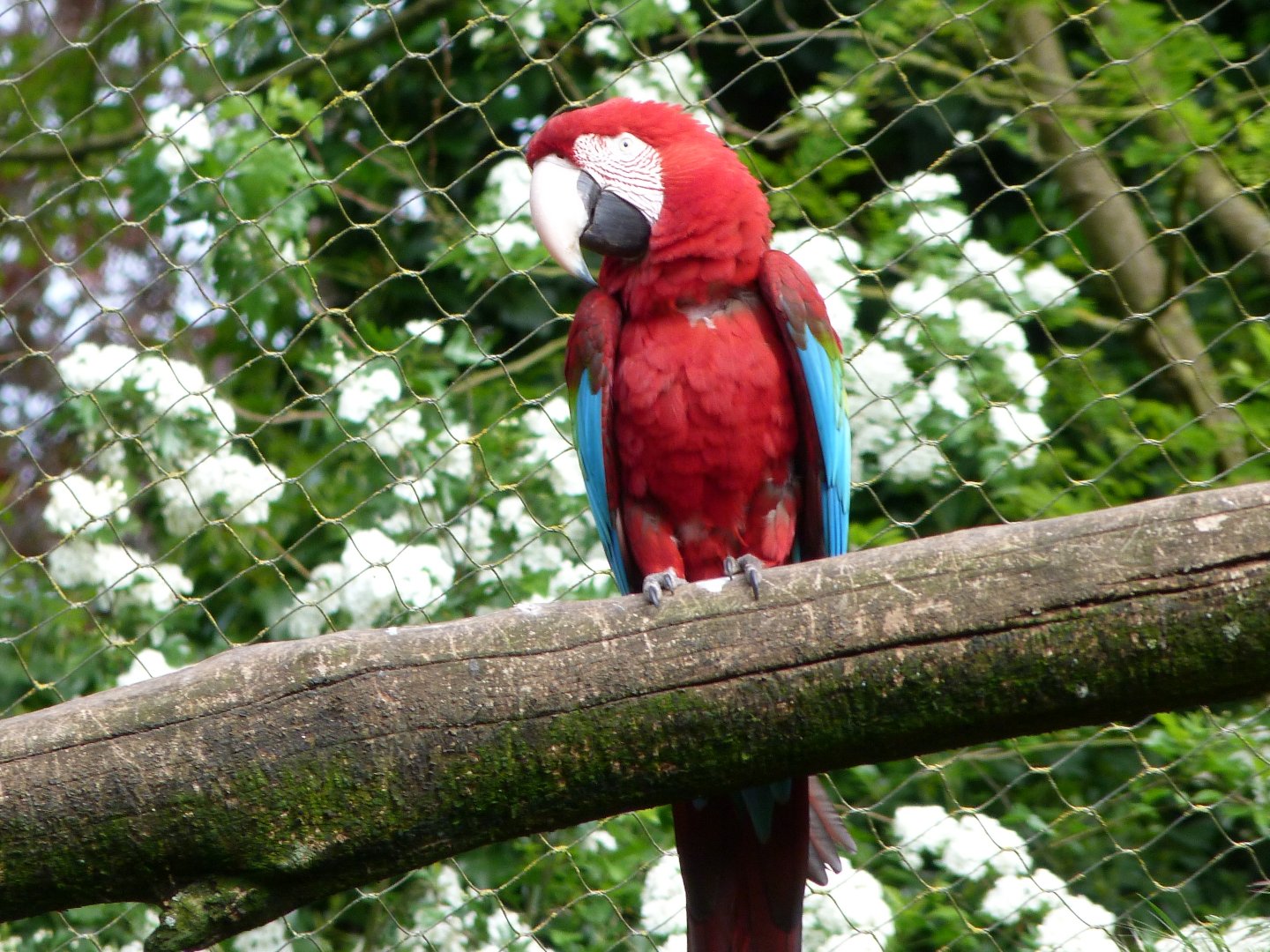 Green-winged macaw -Bioparc de Doué la Fontaine (2025)