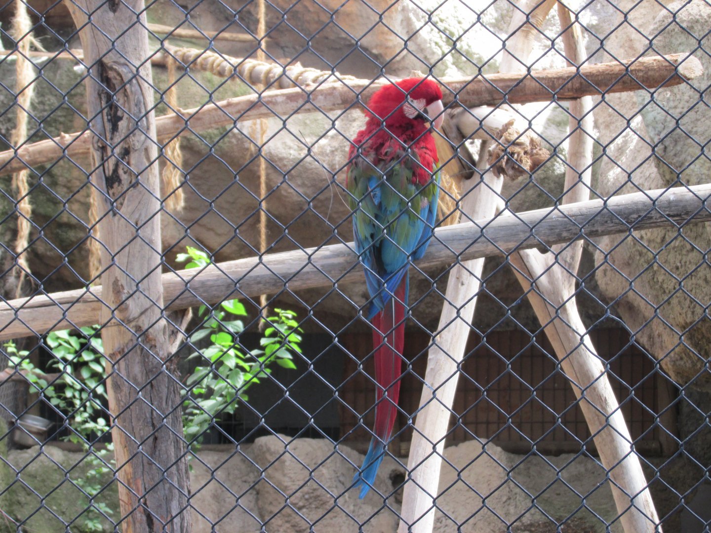green winged macaw Buin zoo
