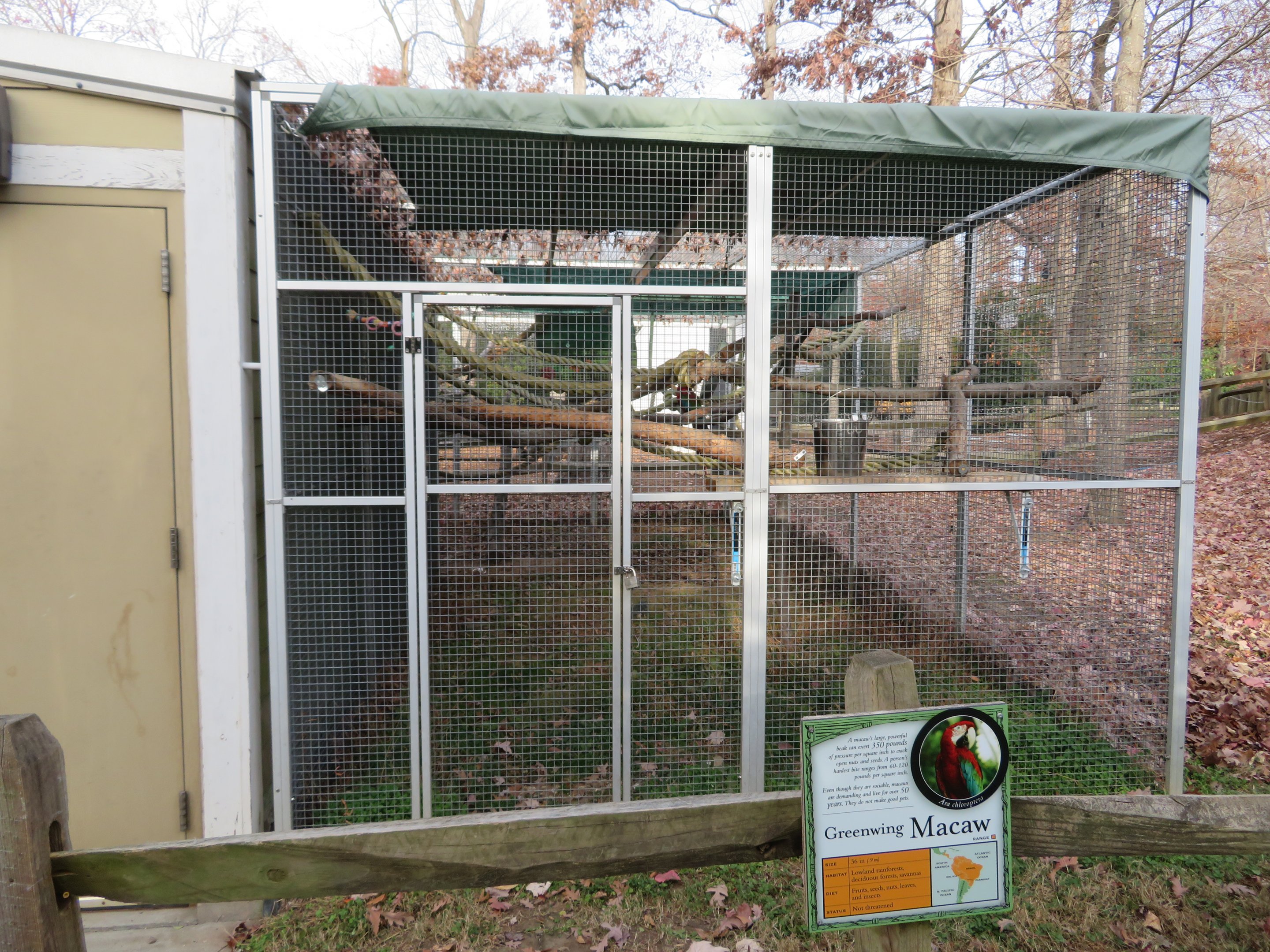 Green-winged Macaw Cage