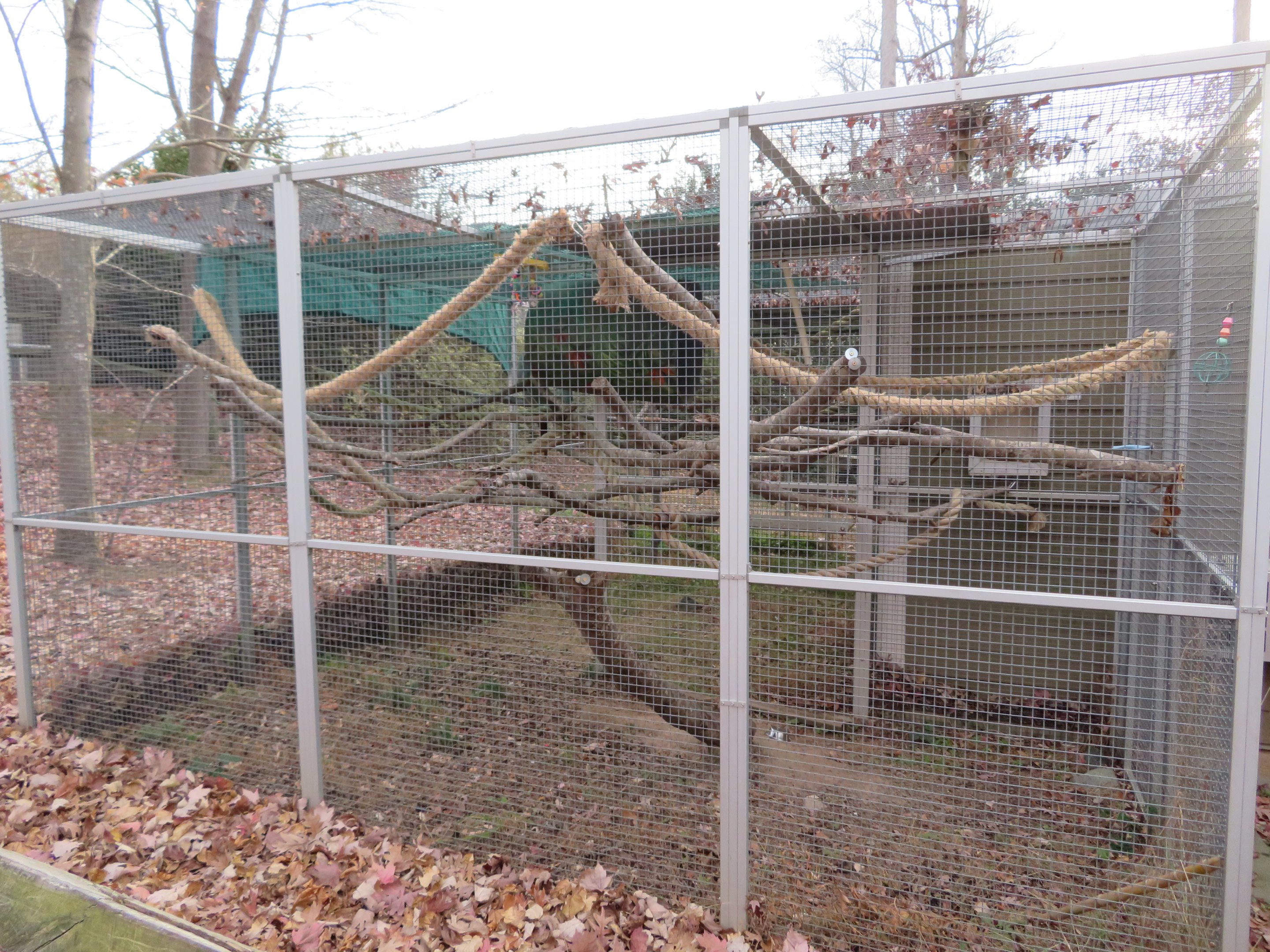 Green-winged Macaw Cage