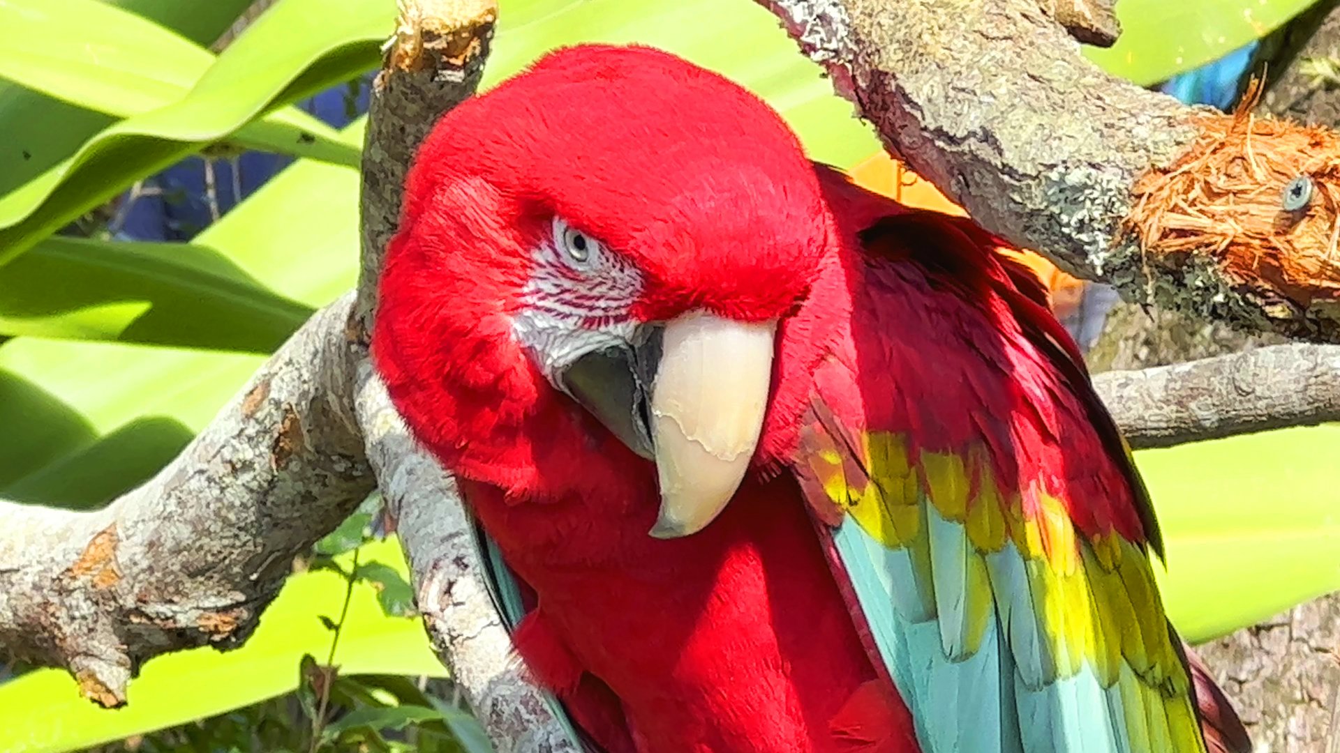 Green-Winged Macaw Closeup
