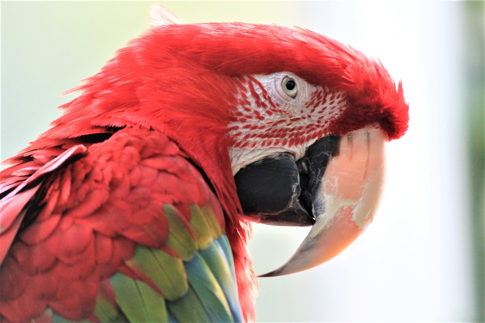 Green-winged Macaw, Detroit Zoo