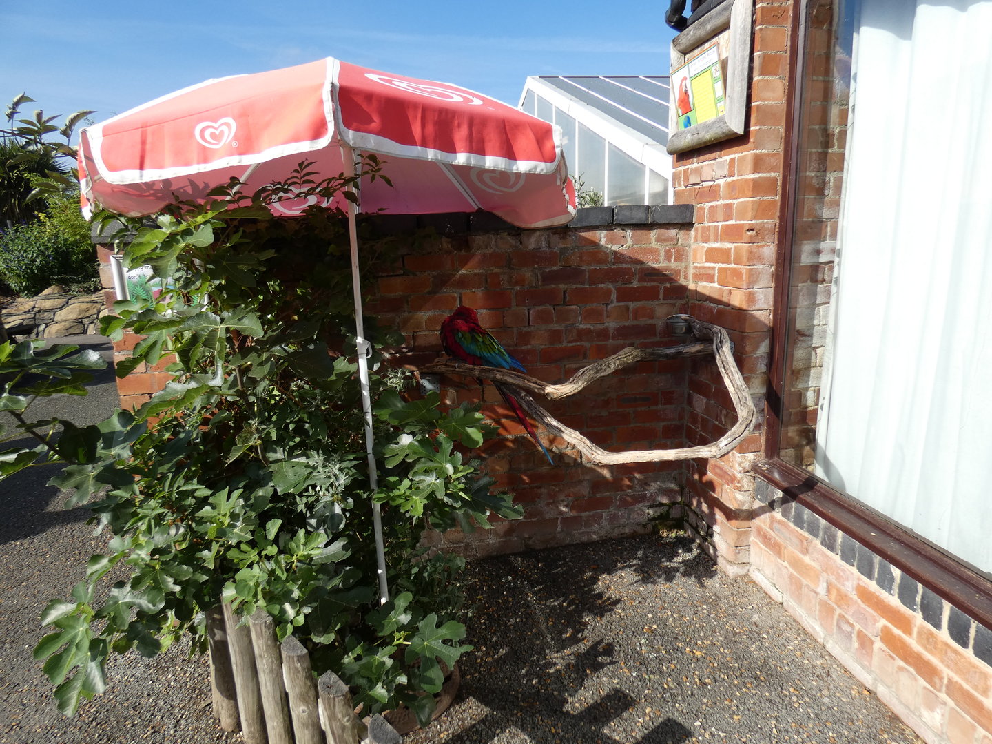 Green-winged macaw display