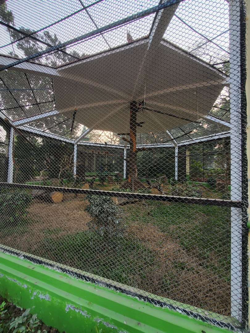 Green-Winged Macaw Exhibit - January 2023