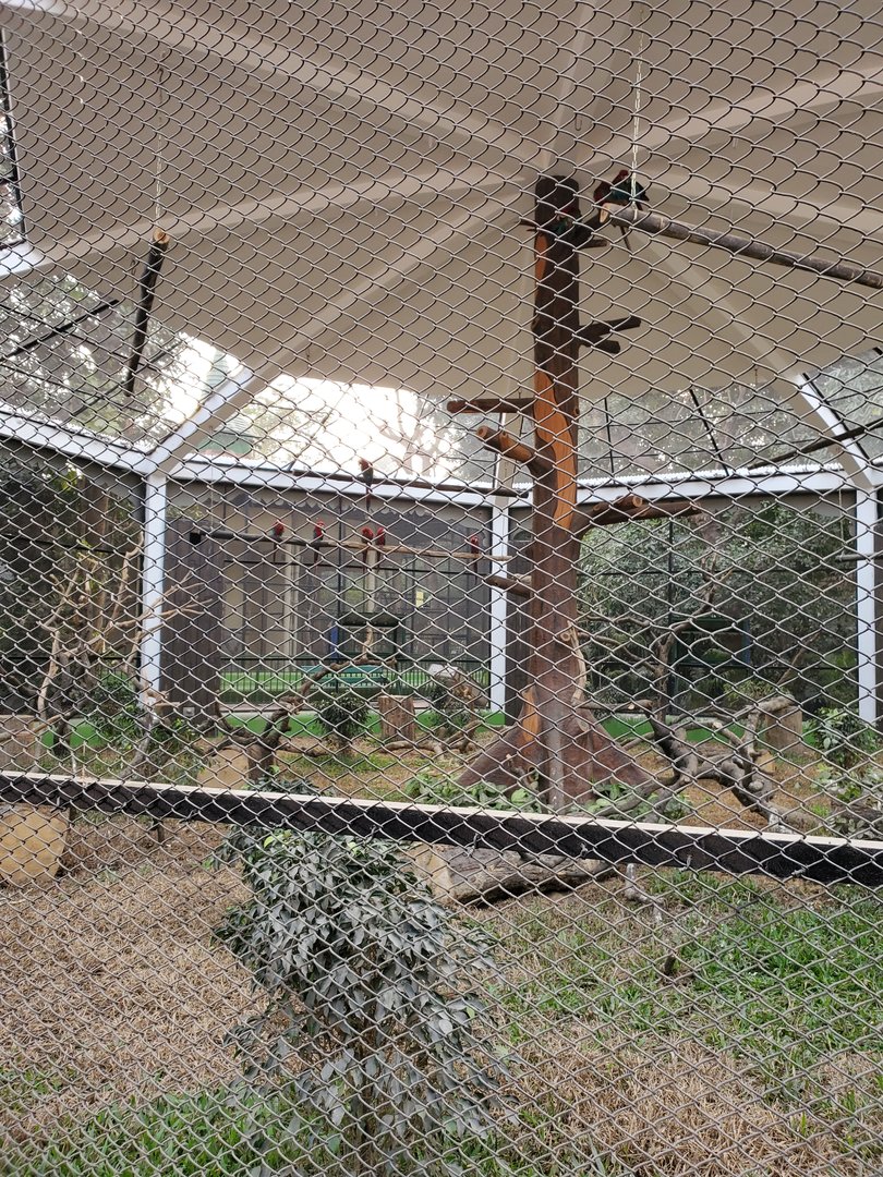 Green-Winged Macaw Exhibit - January 2023