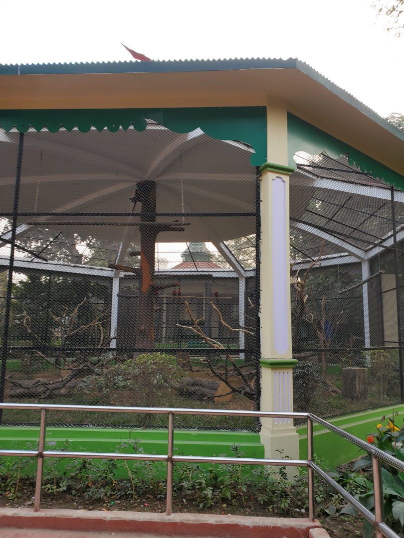 Green-Winged Macaw Exhibit - January 2023