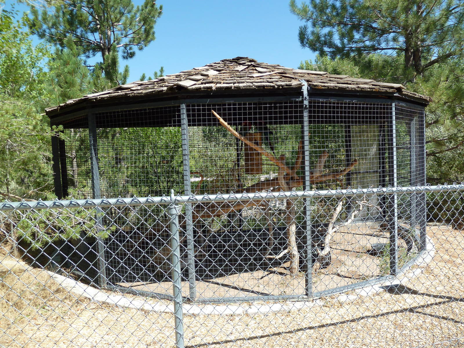 Green-Winged Macaw Exhibit