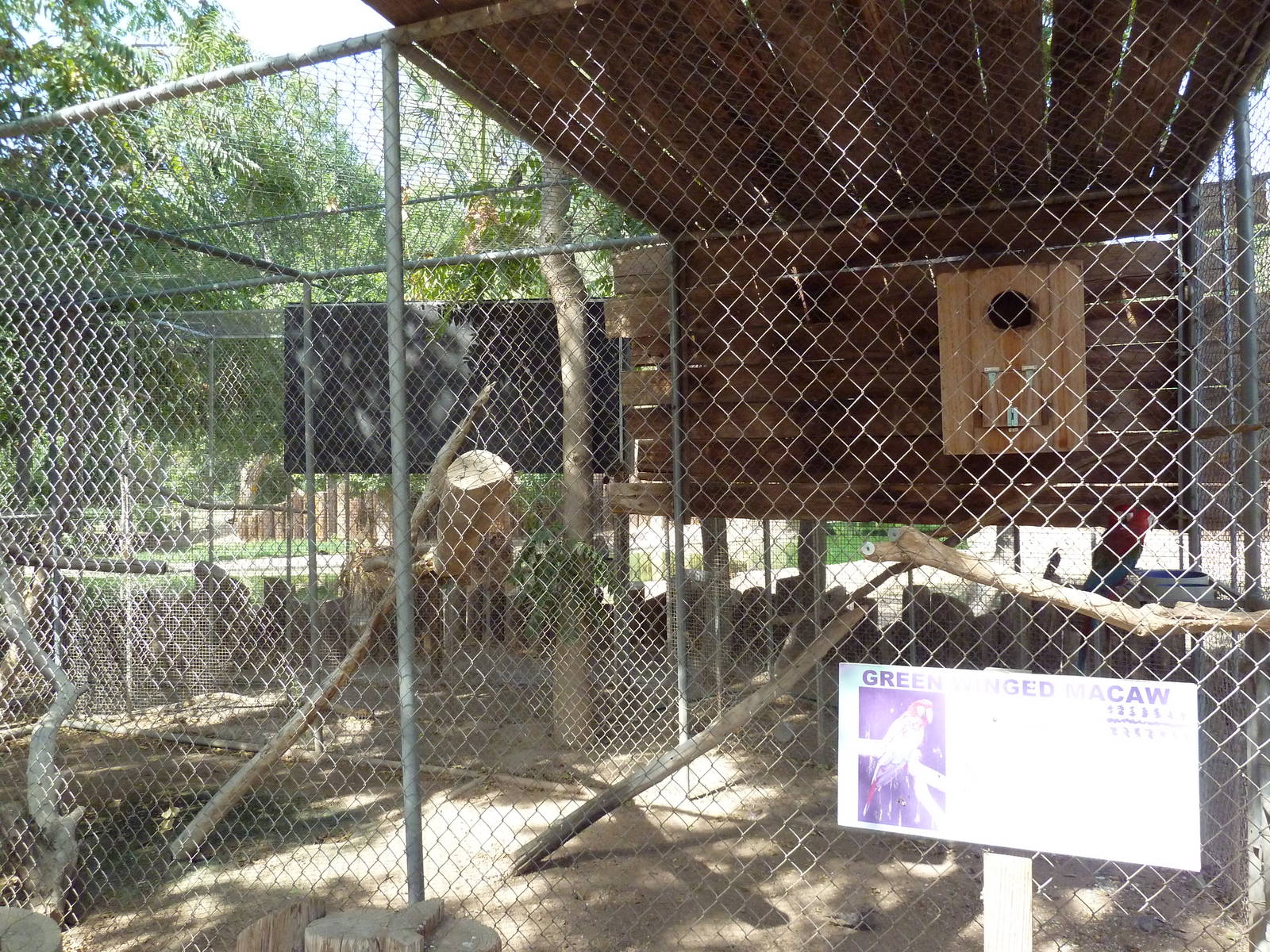 Green-Winged Macaw Exhibit