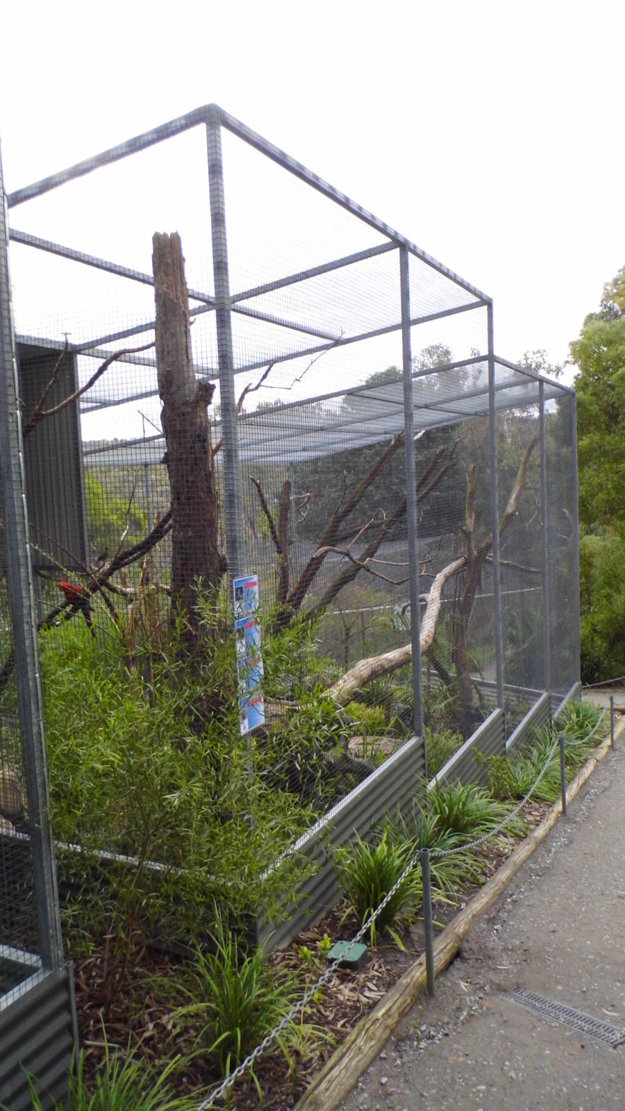 Green winged macaw exhibit