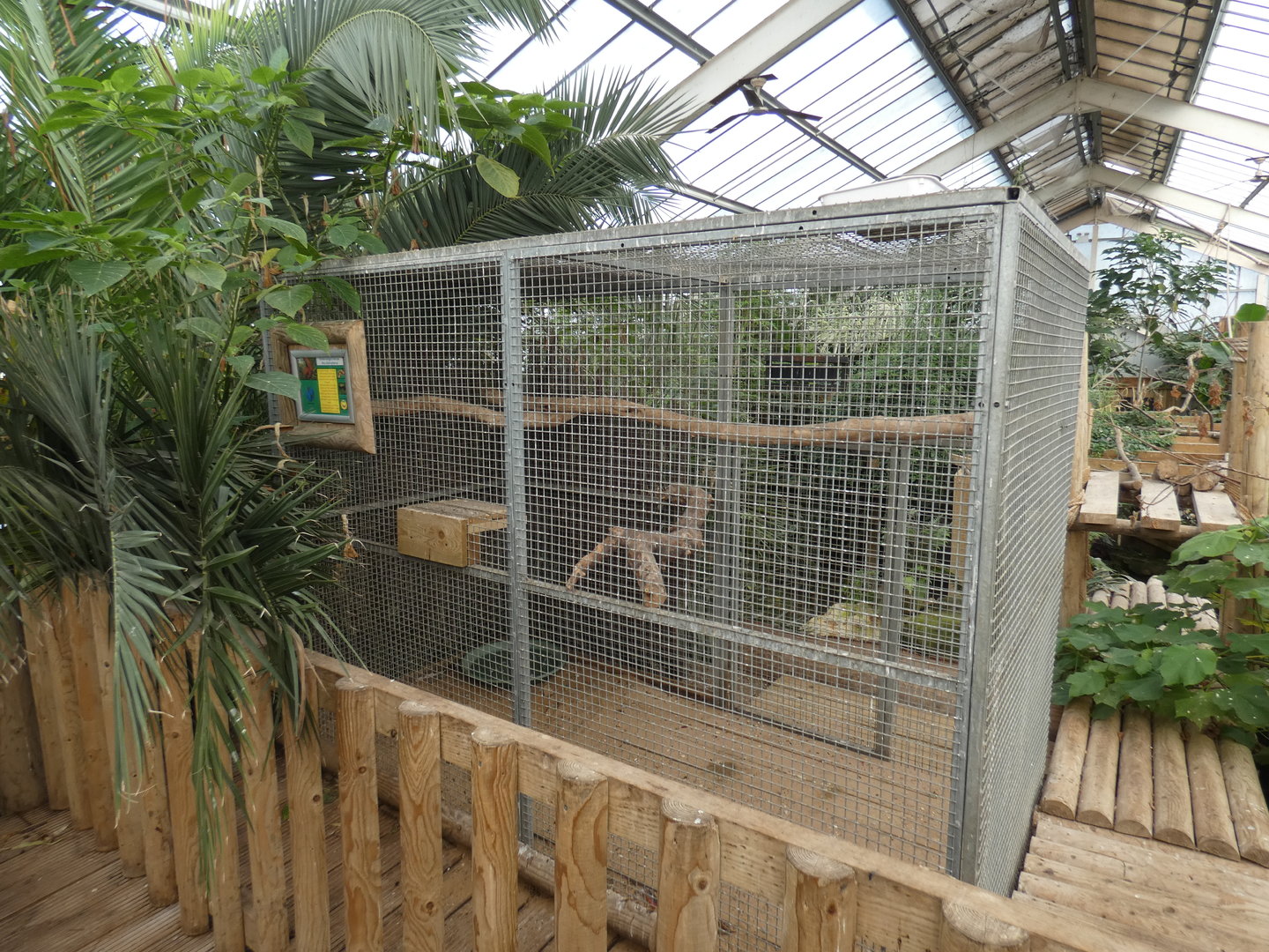 Green-winged macaw indoor aviary