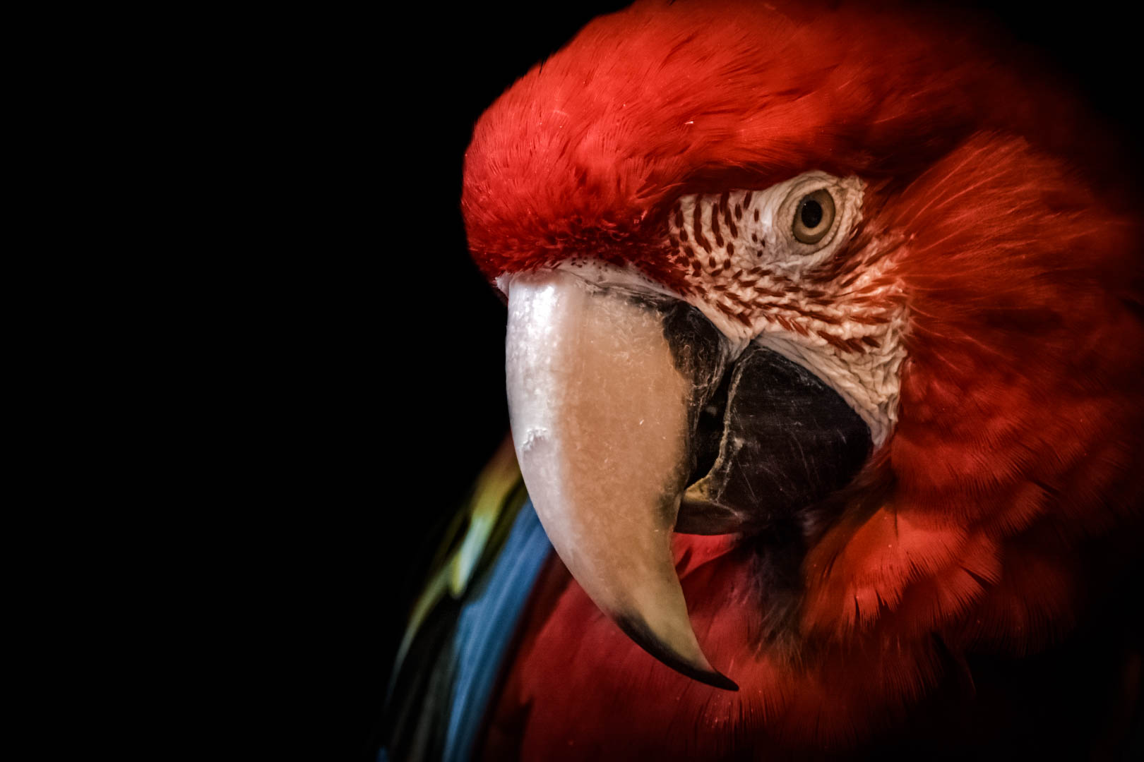 Green Winged Macaw- Kansas City Zoo