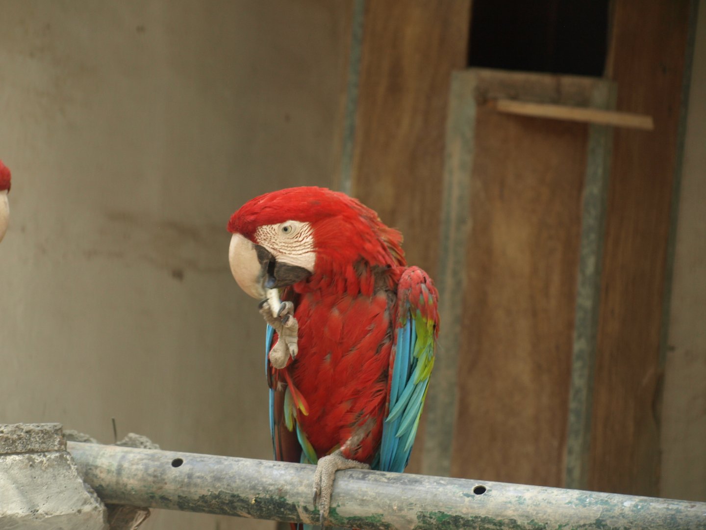 Green winged macaw - Lahore zoo 8/4/2017