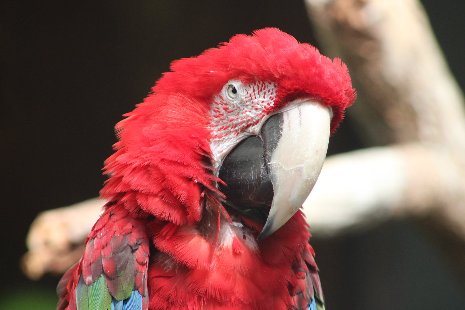 Green-Winged Macaw Portrait (Ara chloropterus)