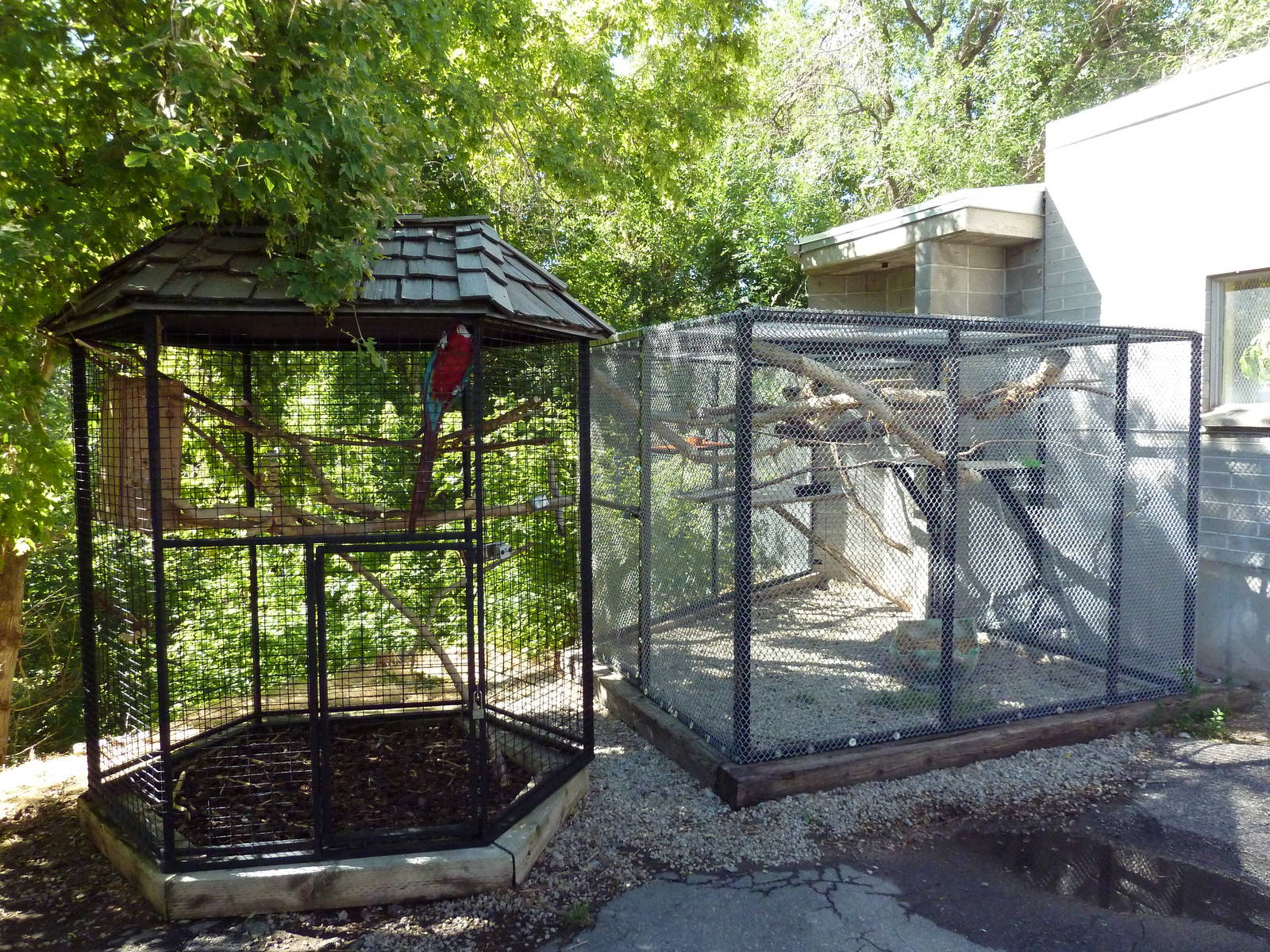 Green-Winged Macaw + Primate Cages