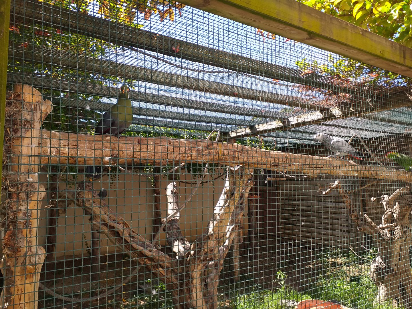 Green-winged macaw, Red-crowned amazon, Blue-and-yellow macaw, African grey parrot and White-cheeked turaco exhibit -Sendaviva (2020)