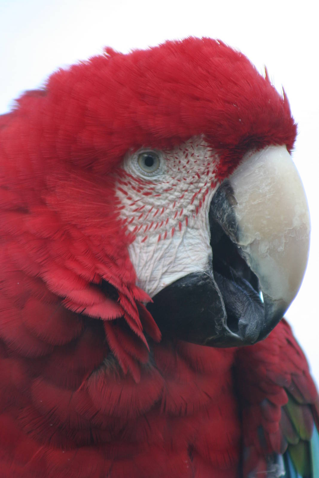 Green-winged Macaw @ Whipsnade; 20.10.2005