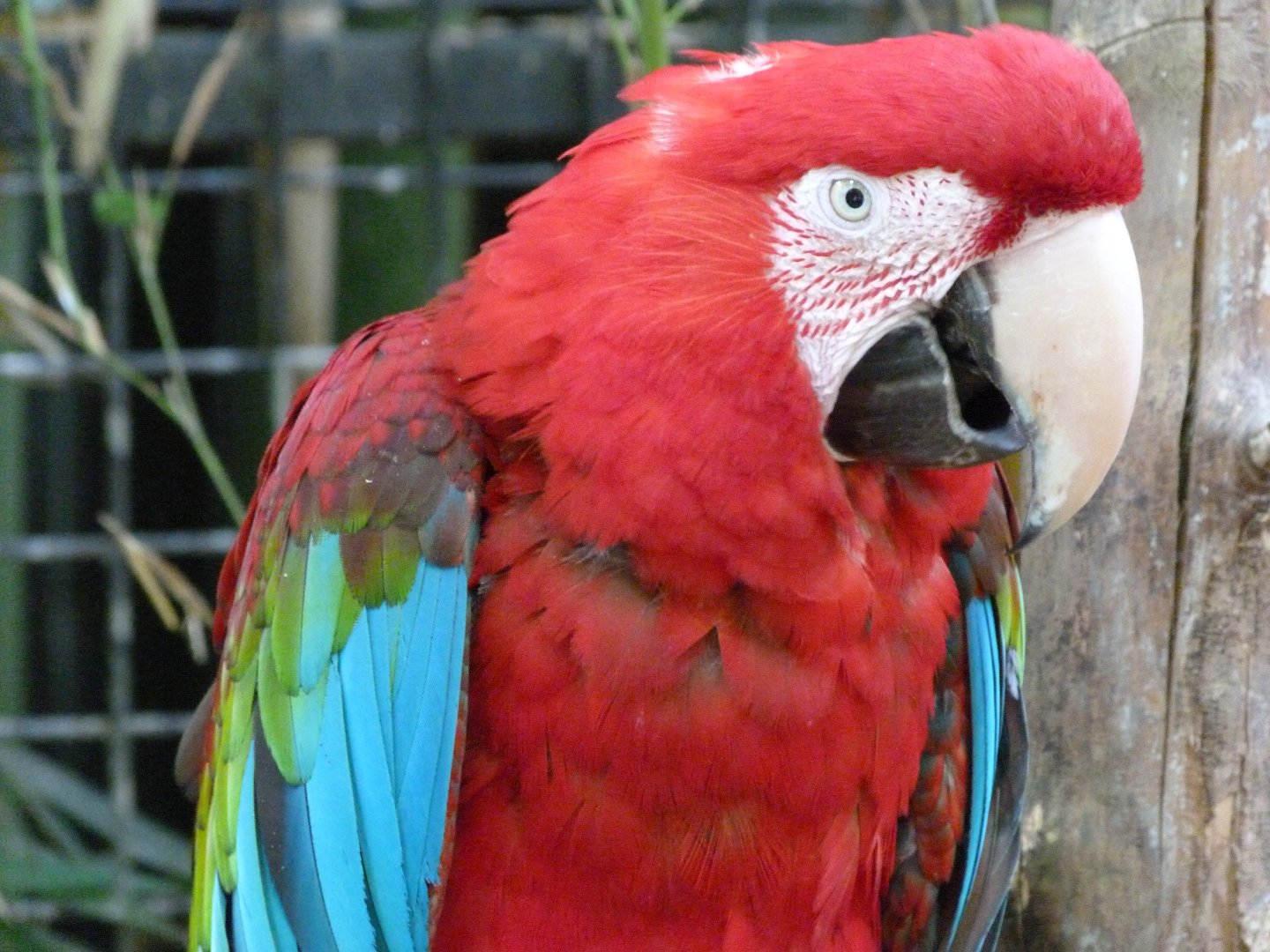 Green-winged macaw -Zoo d'Asson (2025)
