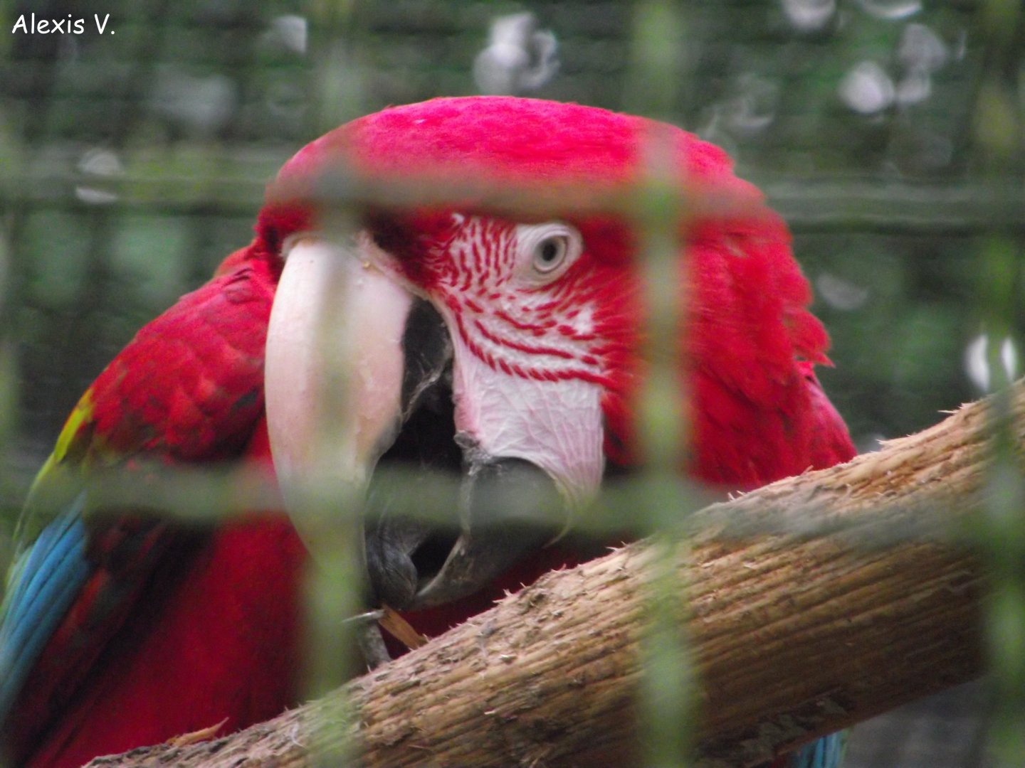 Green-winged Macaw - Zooparc de Beauval - 01/2018