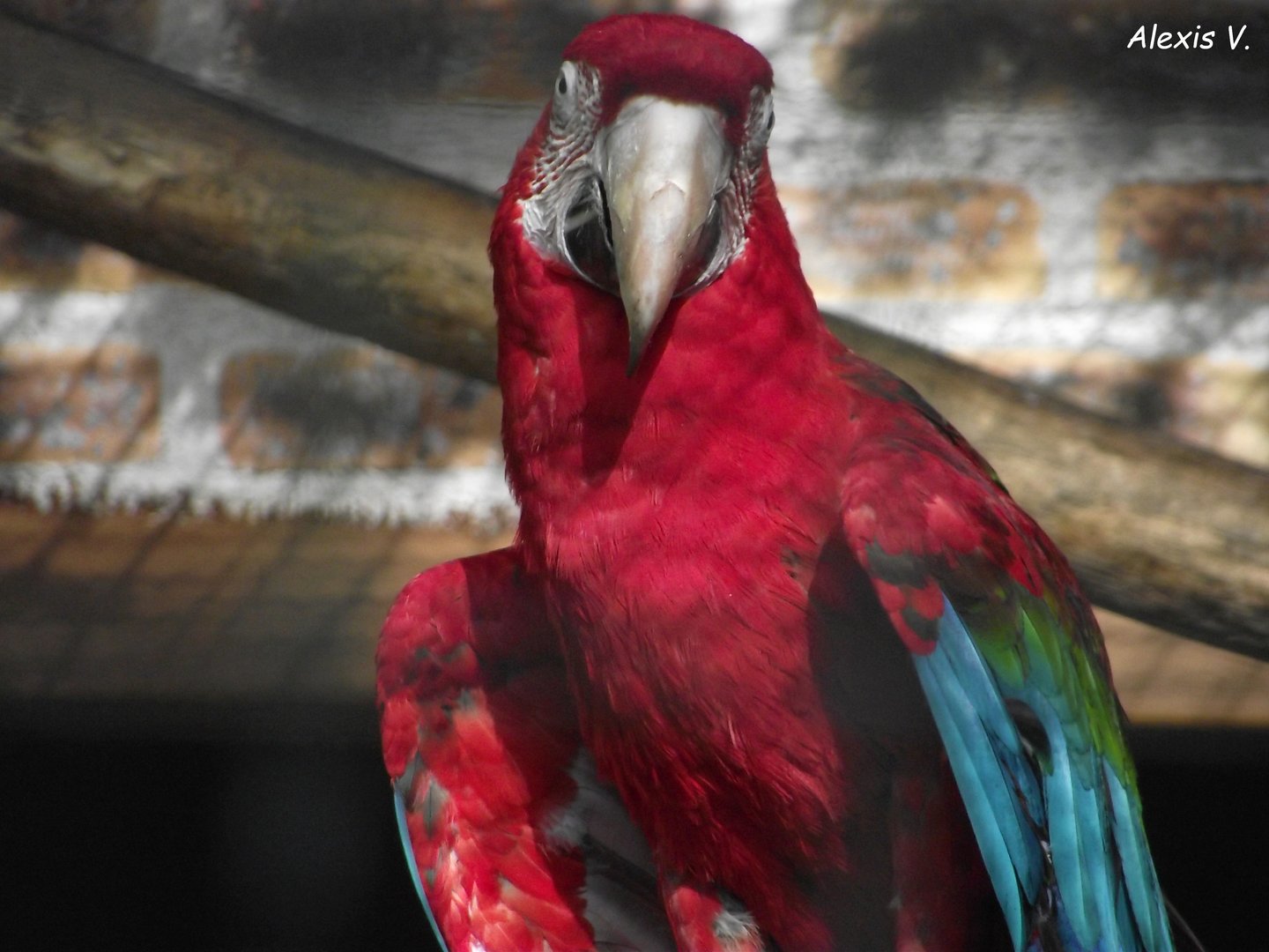 Green-winged Macaw - Zooparc de Beauval - 10/2020