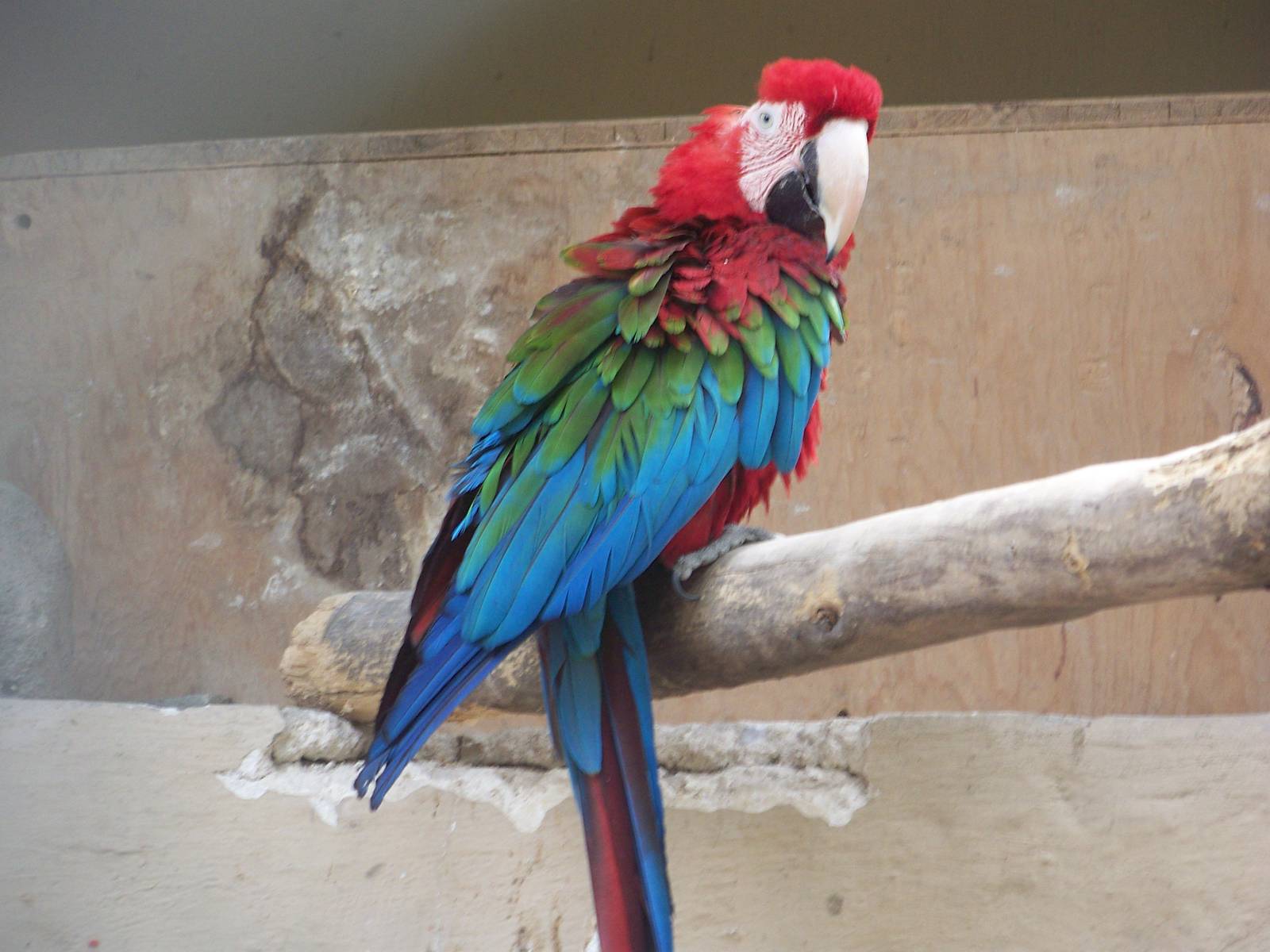 Green Winged Macaw
