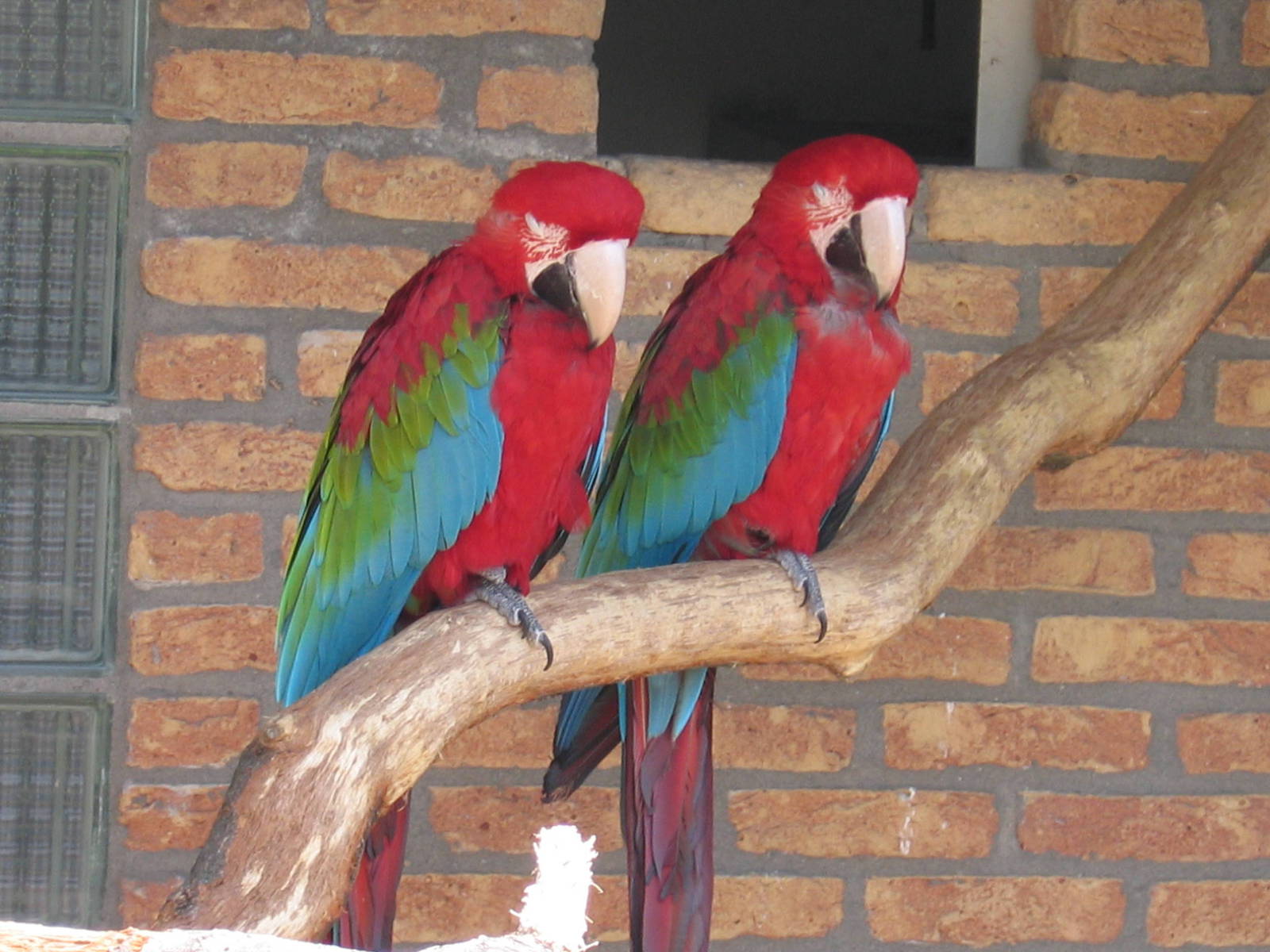 Green-winged Macaw