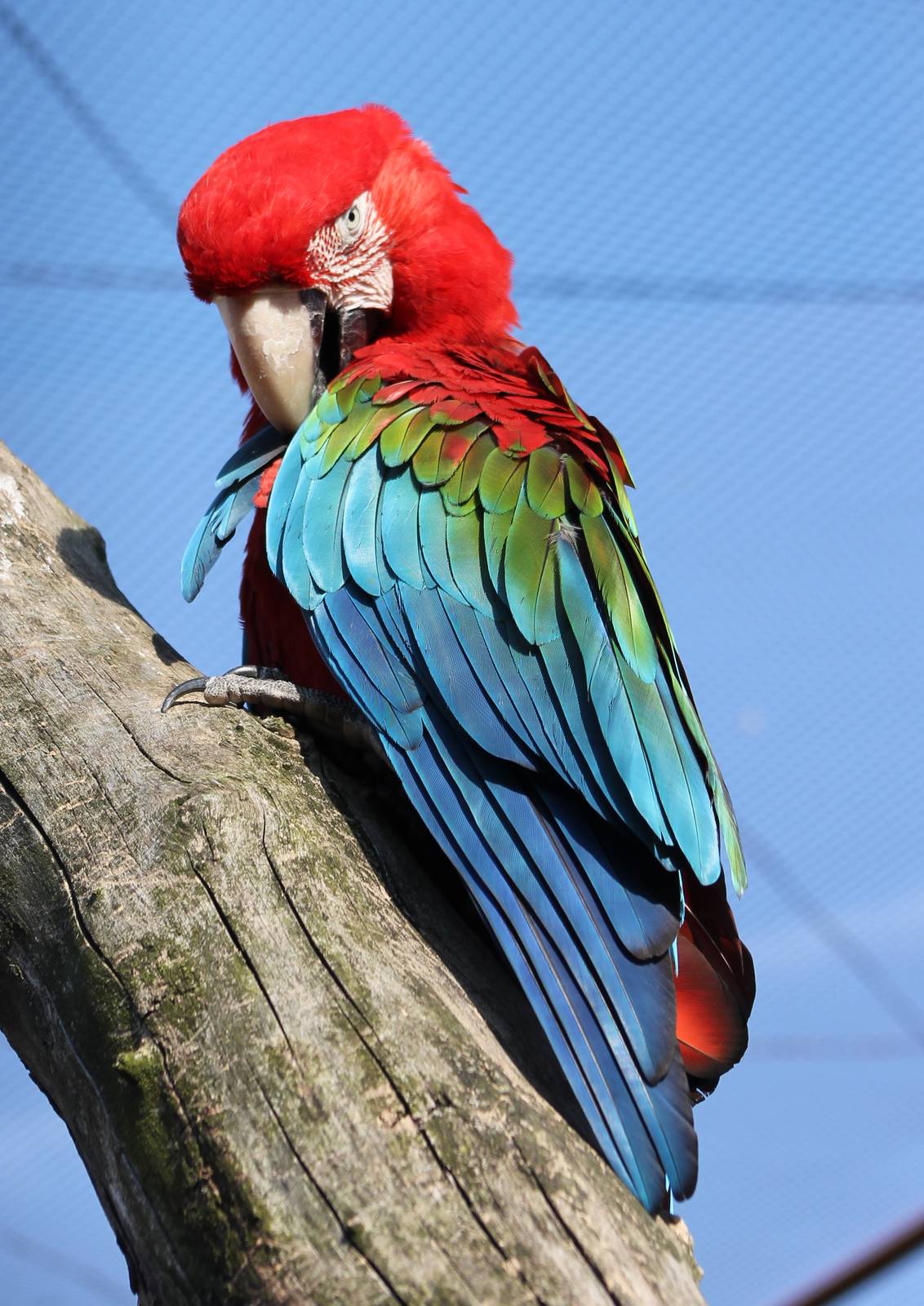 Green-winged macaw