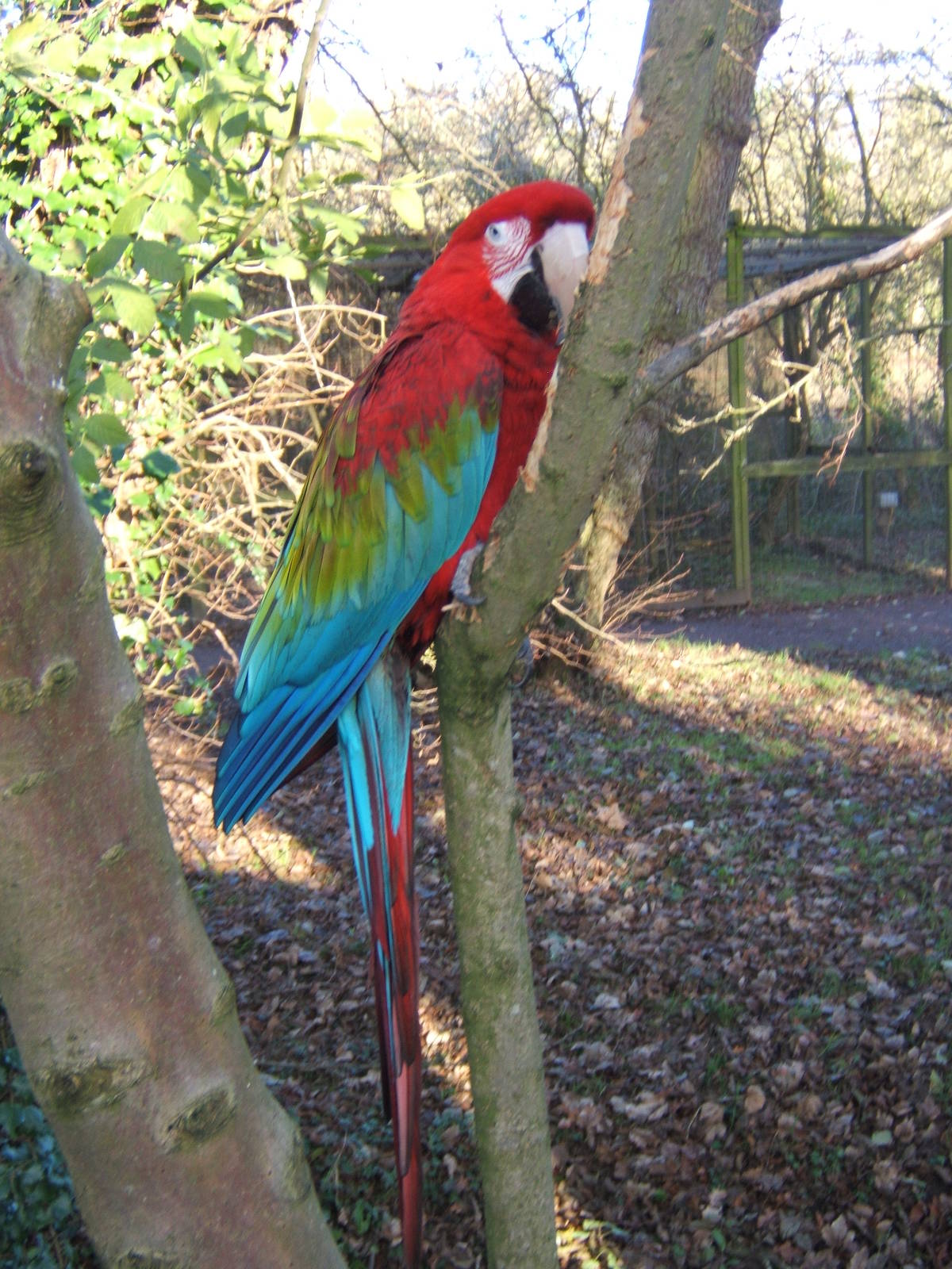 Green-winged Macaw