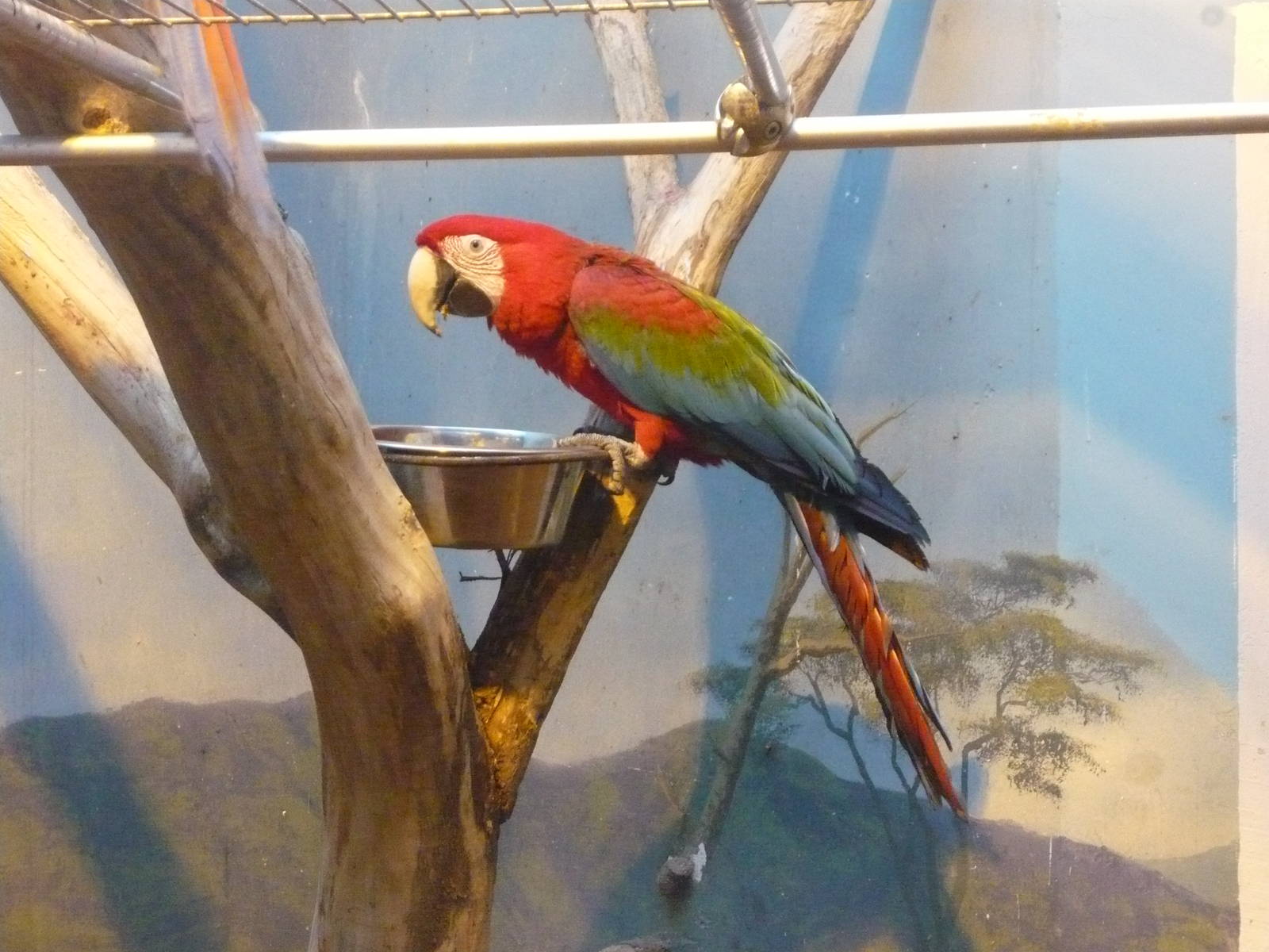 Green-winged macaw