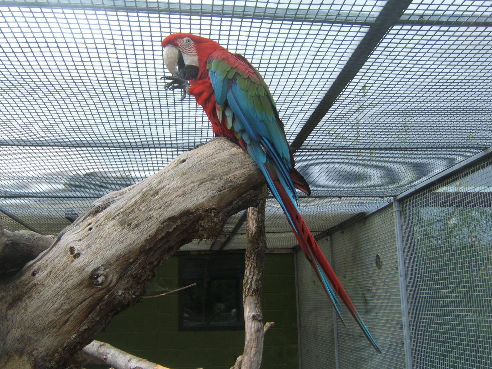 Green-winged Macaw