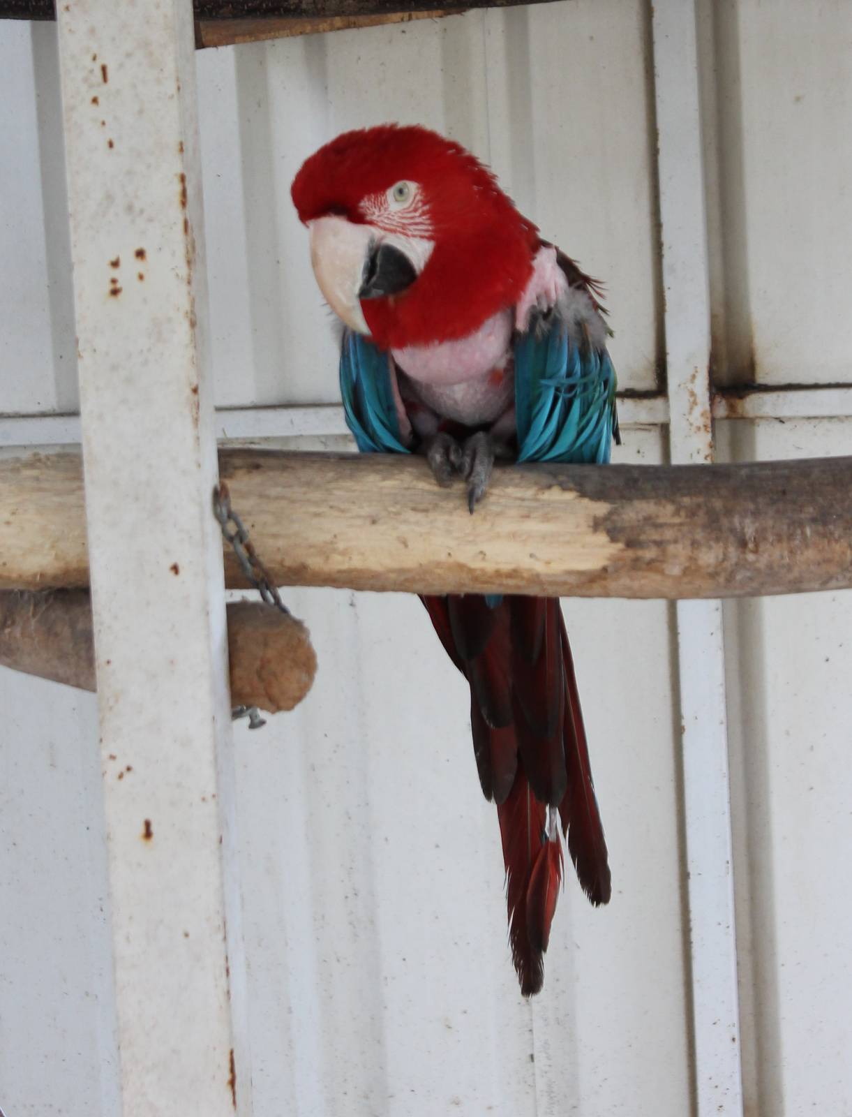 Green-winged macaw