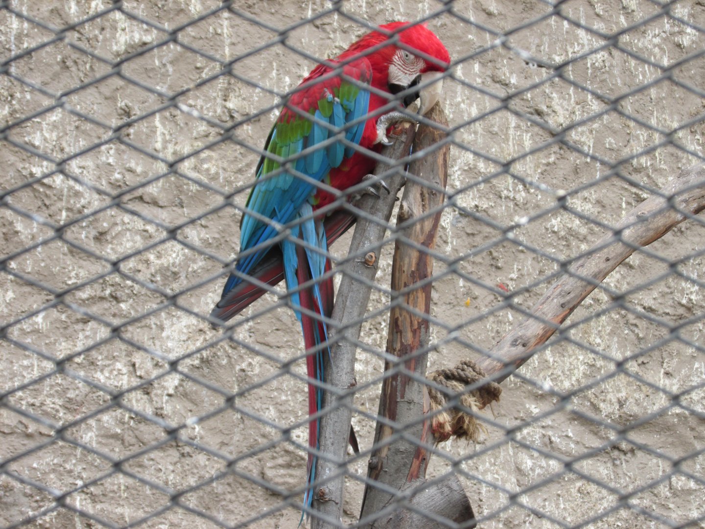 green winged macaw