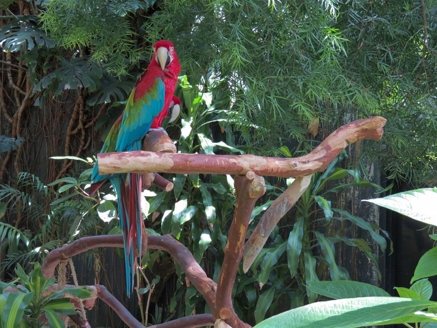 Green-winged Macaw