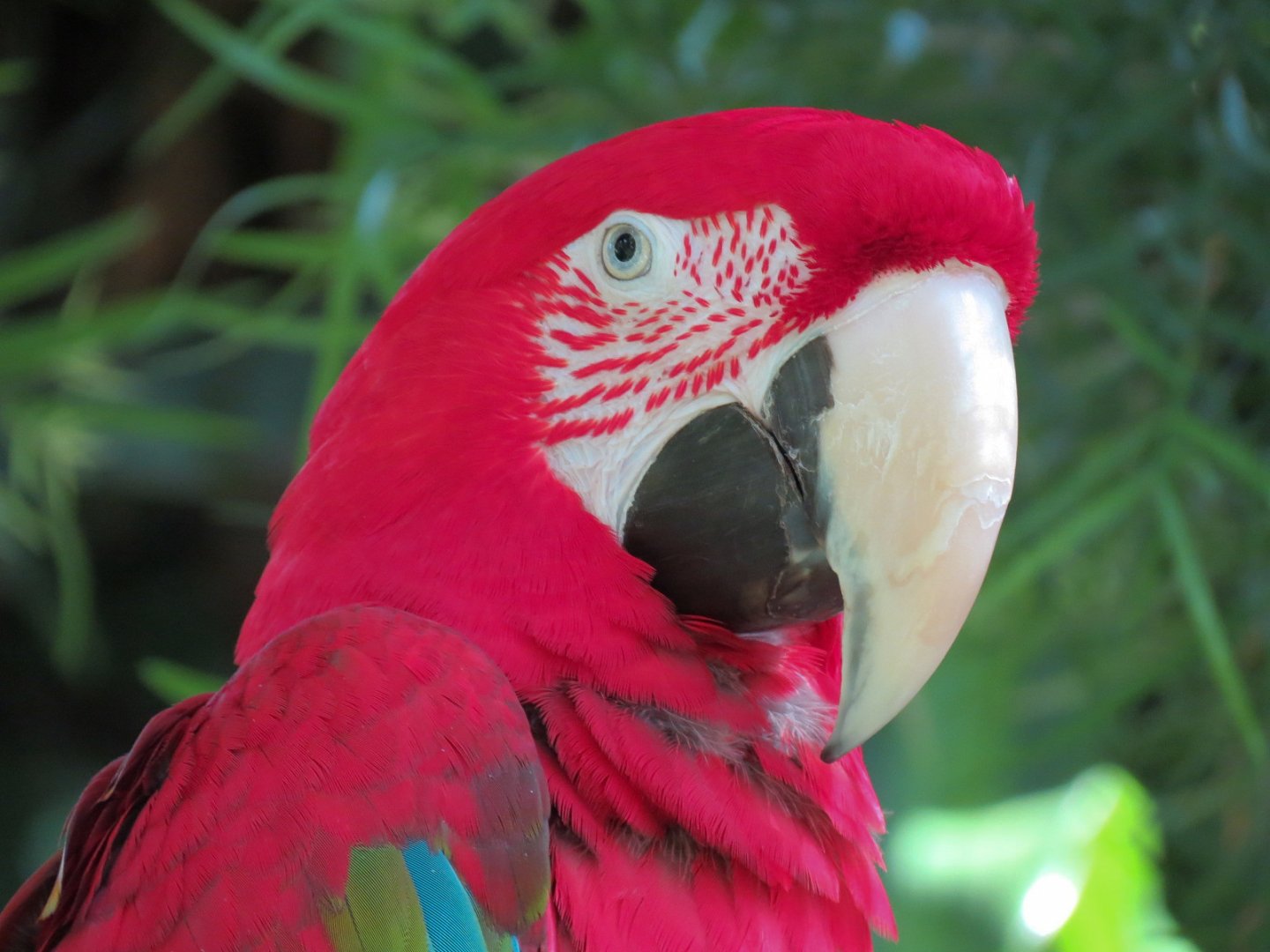 Green-winged Macaw