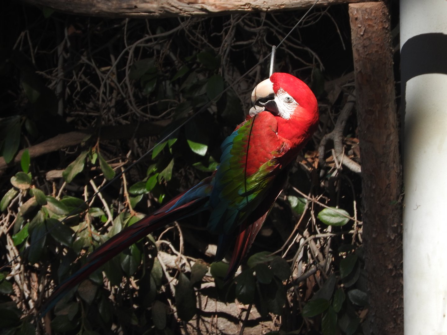 Green-winged Macaw