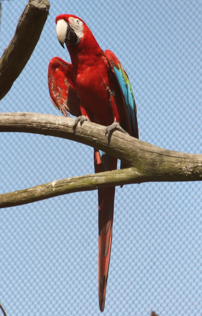 Green-winged macaw